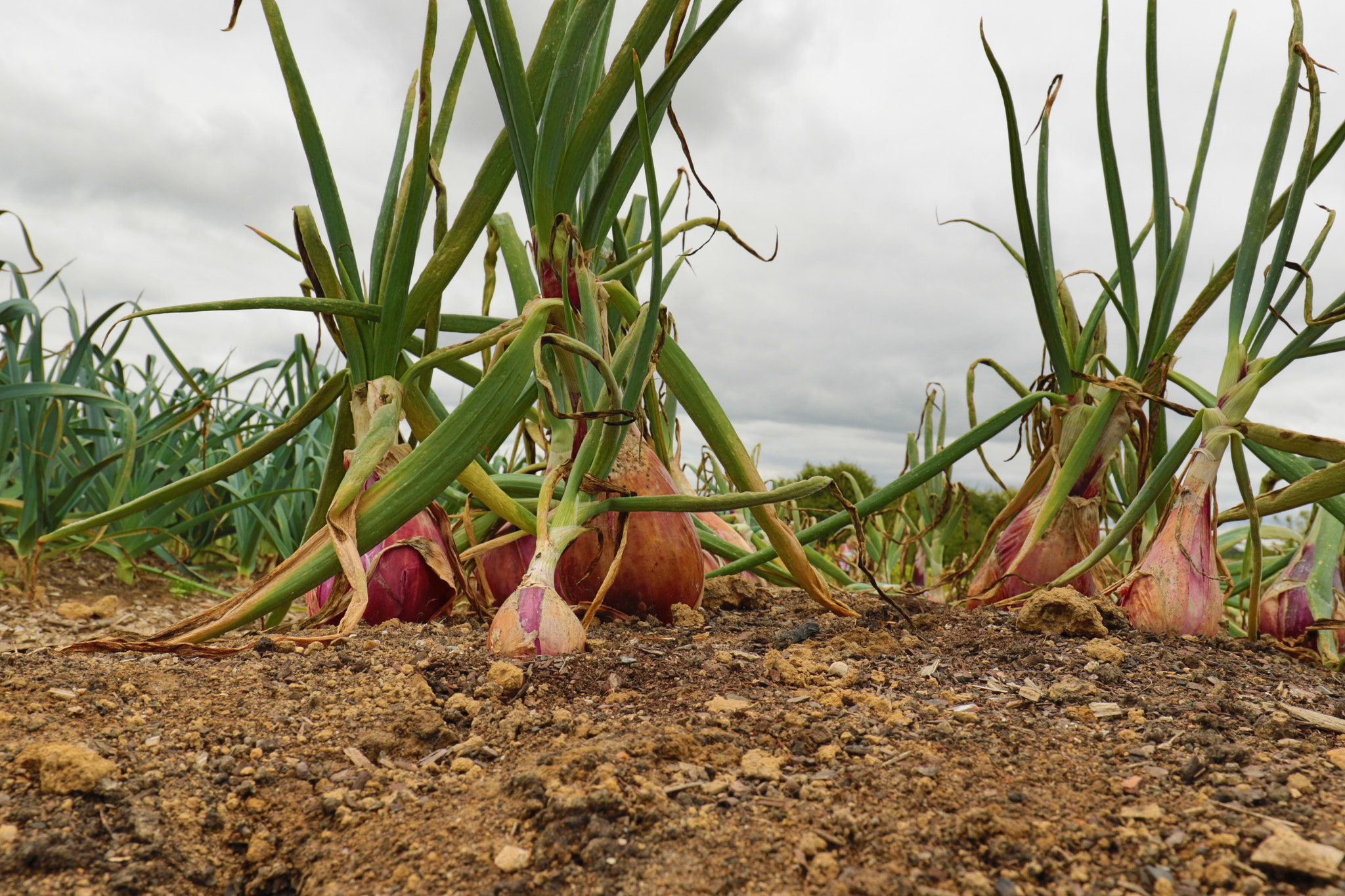 Canon EF 16-35mm F4L IS USM sample photo. Sissinghurst castle-onions photography
