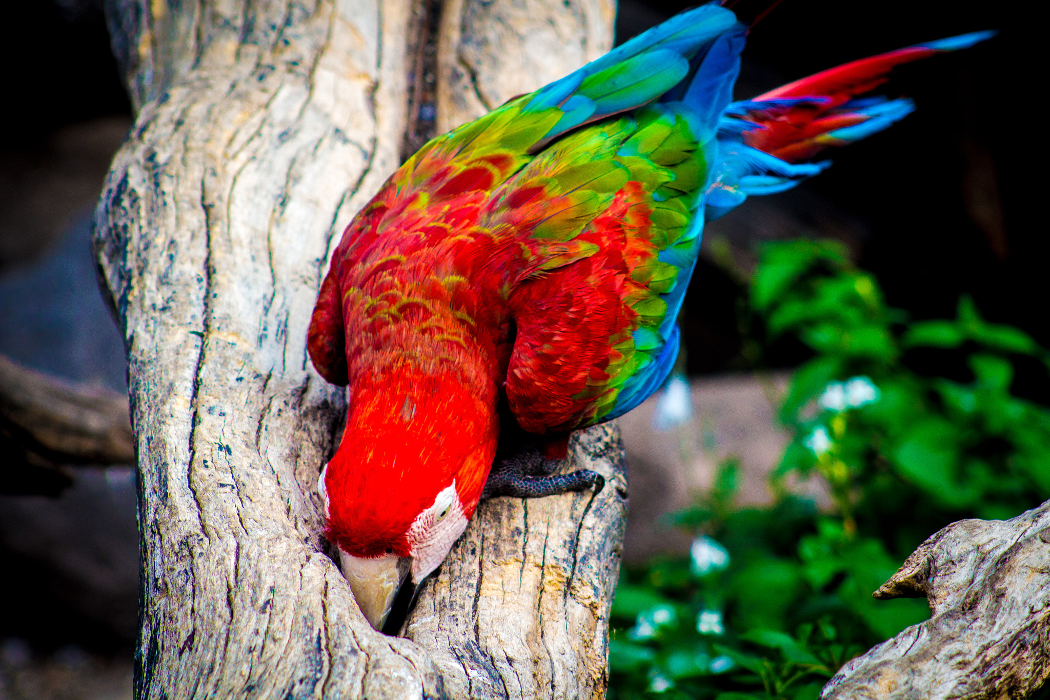Canon EF 75-300mm f/4-5.6 USM sample photo. Red winged macaw photography