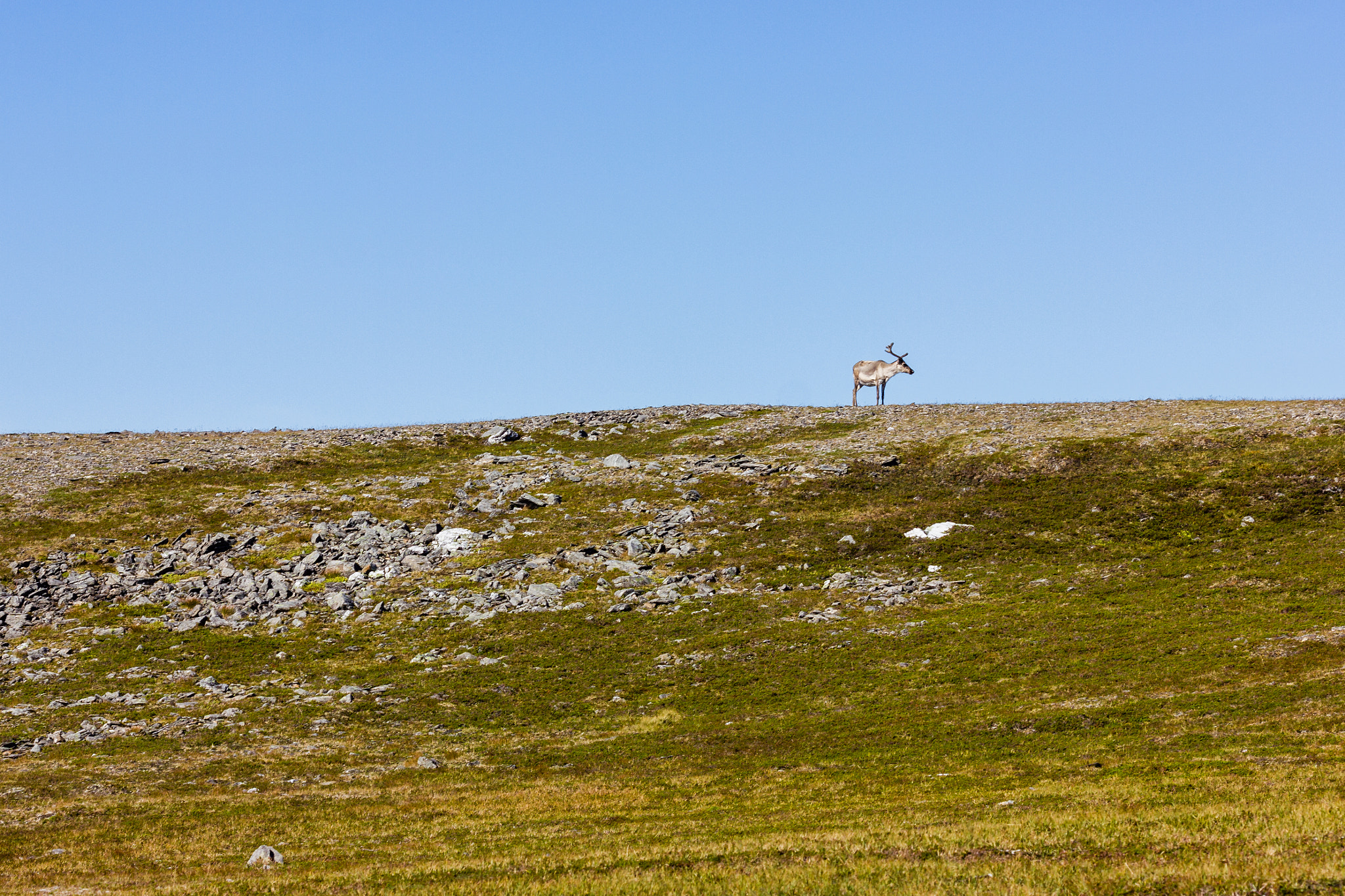 Canon EF 100mm F2.8 Macro USM sample photo. Reindeer photography
