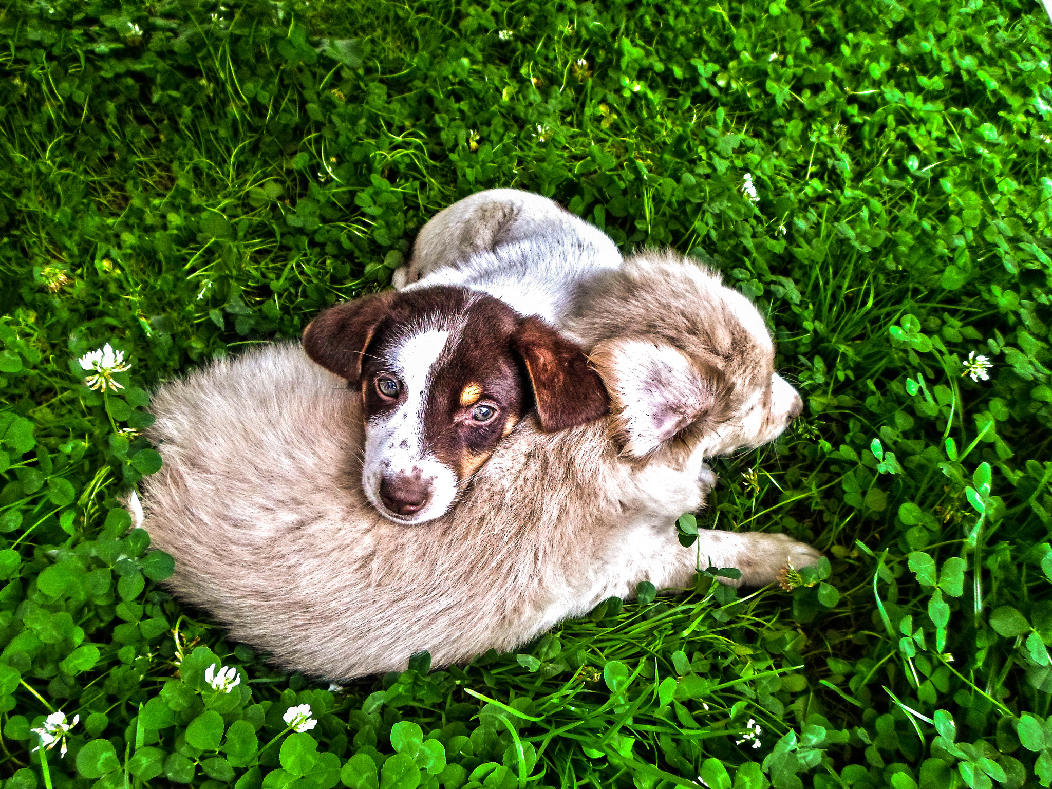 Samsung ES95 sample photo. Puppy cuddle! photography