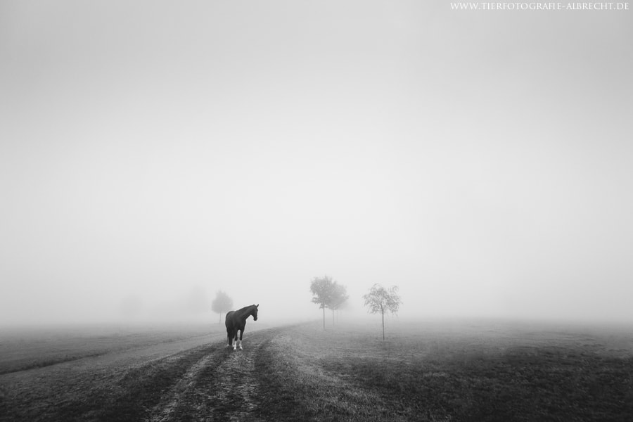 Canon EOS-1D Mark III sample photo. Melancholia ii photography