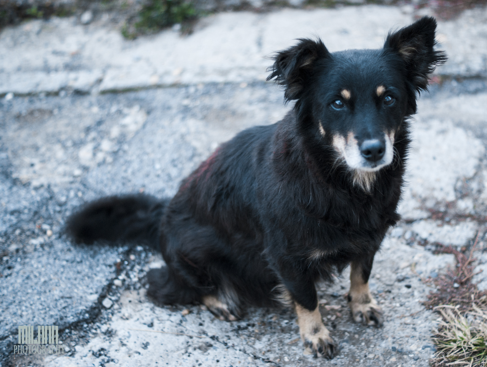 Sony Alpha DSLR-A200 + Sony DT 50mm F1.8 SAM sample photo. My dog☺♥ photography