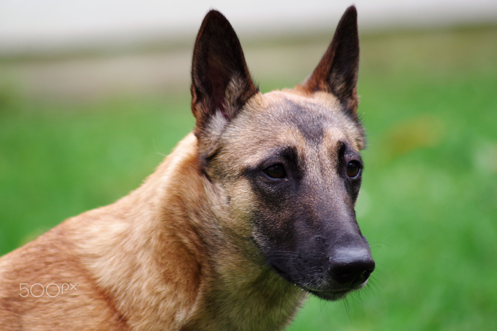 Tamron AF 70-300mm F4-5.6 Di LD Macro sample photo. Hunde photography
