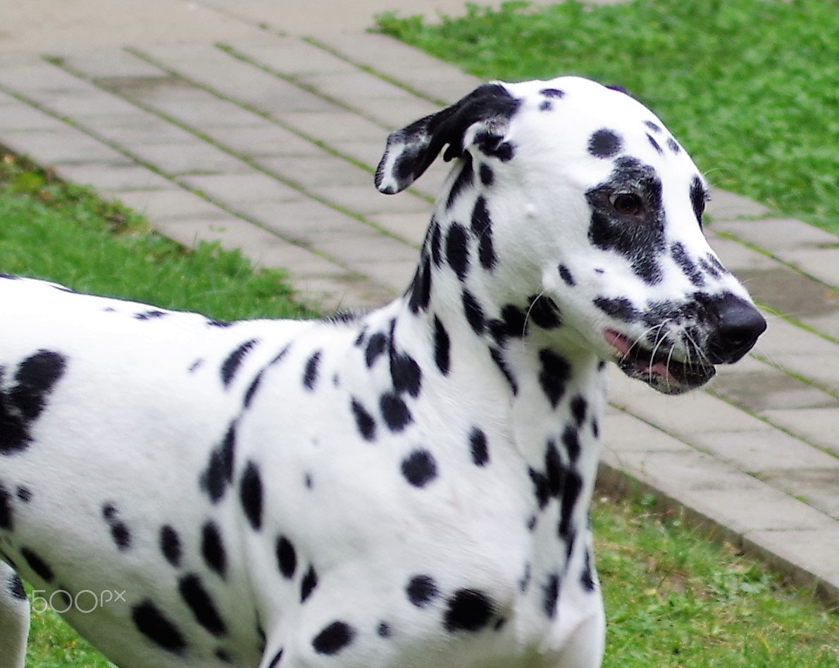 Tamron AF 70-300mm F4-5.6 Di LD Macro sample photo. Hunde photography