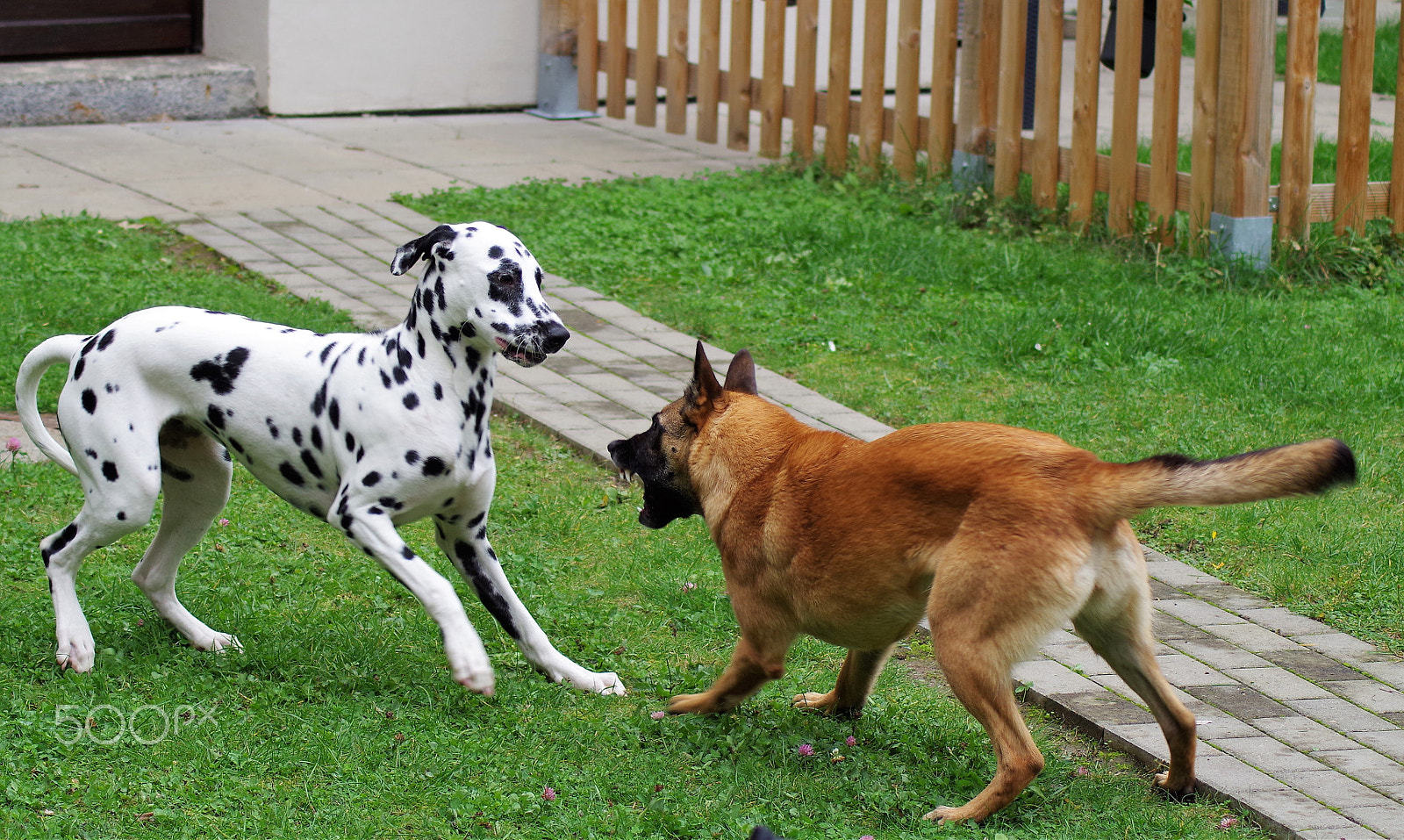 Tamron AF 70-300mm F4-5.6 Di LD Macro sample photo. Hunde photography