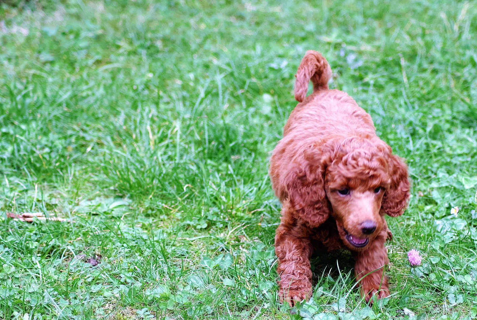 Tamron AF 70-300mm F4-5.6 Di LD Macro sample photo. Hunde photography