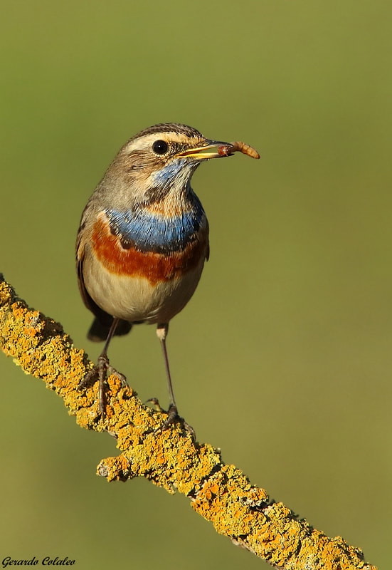 Canon EF 300mm F2.8L IS USM sample photo. Luscinia svecica -  israel photography