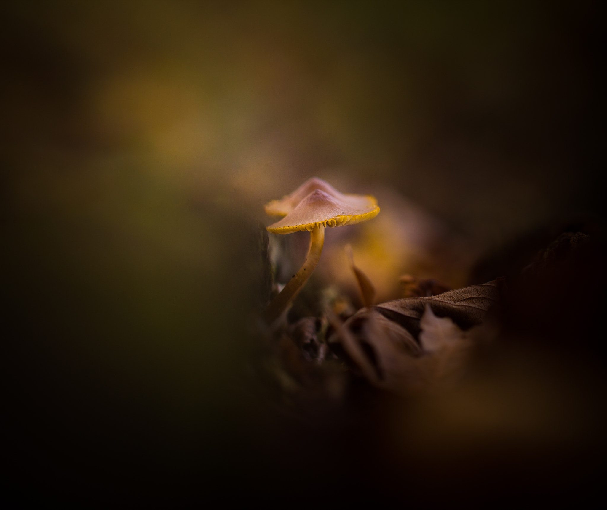 Canon EF 100mm F2.8 Macro USM sample photo. When all around you is a blur... photography