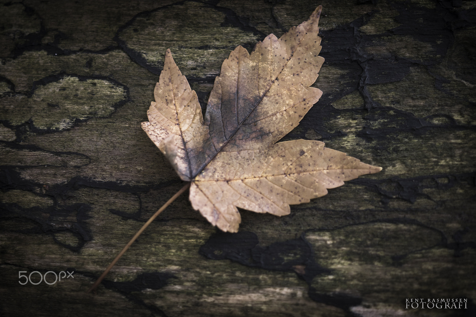 Sony DT 30mm F2.8 Macro SAM sample photo. Autumn photography