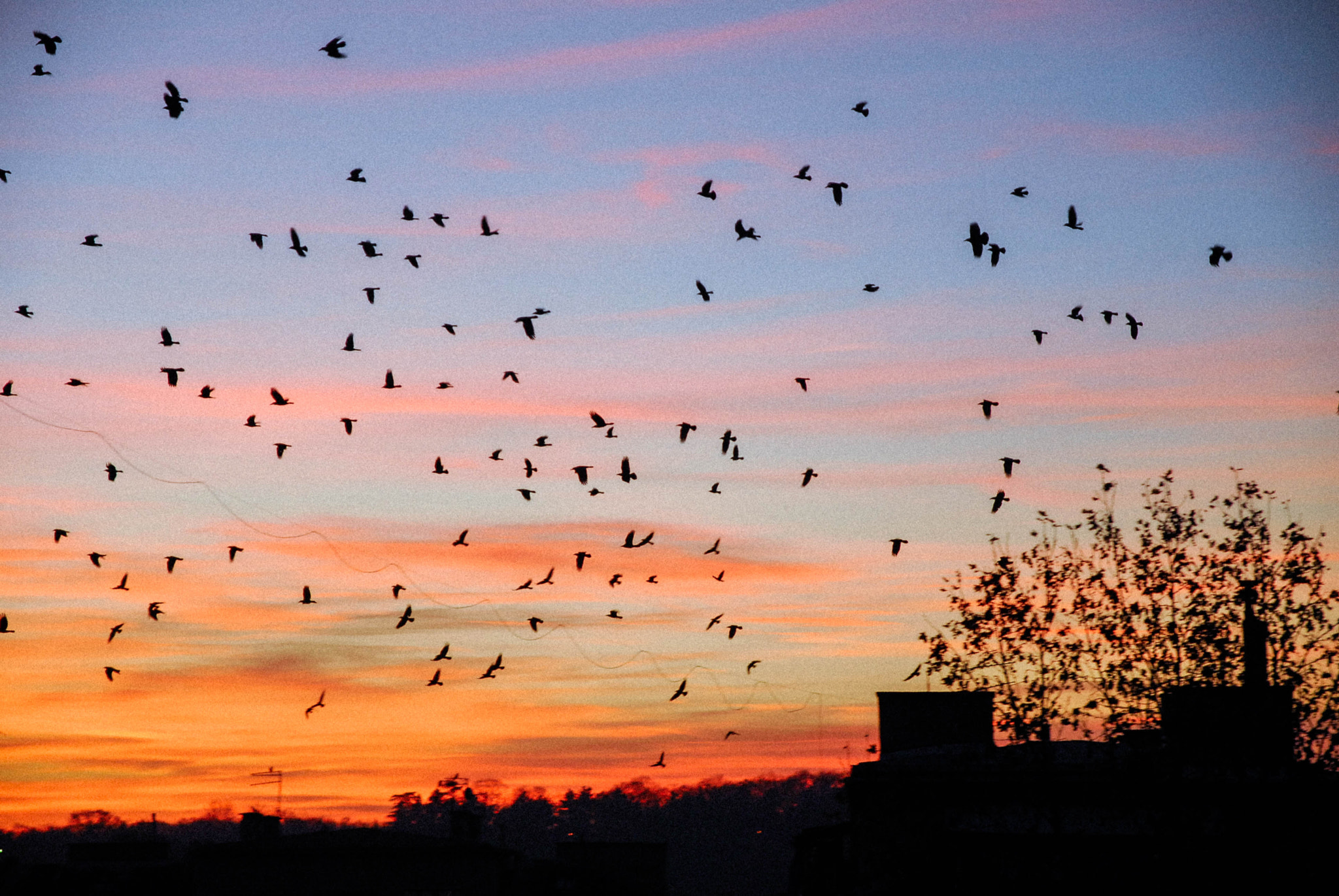Sigma 17-70mm F2.8-4 DC Macro OS HSM sample photo. Birds photography