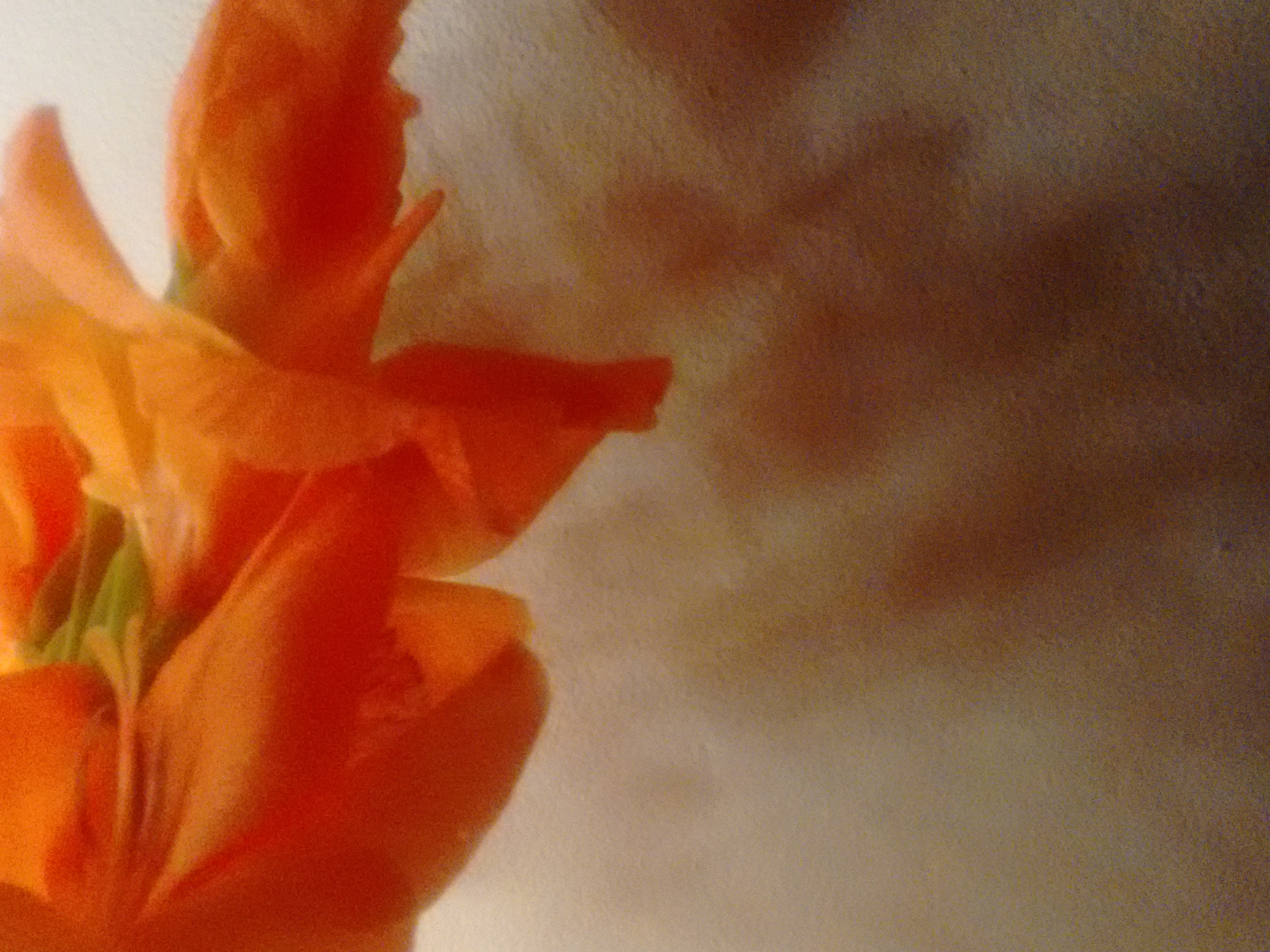 Motorola Moto G with 4G LTE (2nd Gen) sample photo. Gladioli photography