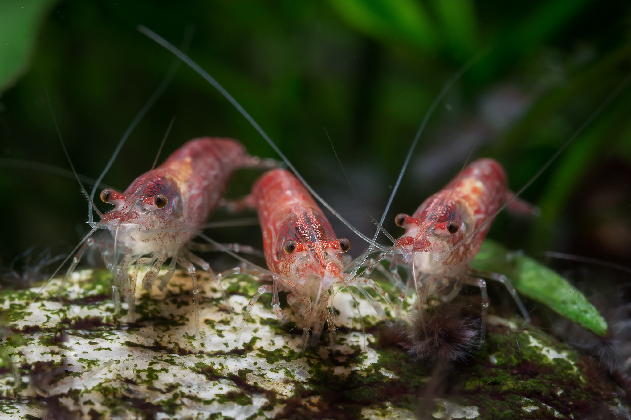 Nikon D800 + AF Micro-Nikkor 60mm f/2.8 sample photo. 3 red fire shrimps photography