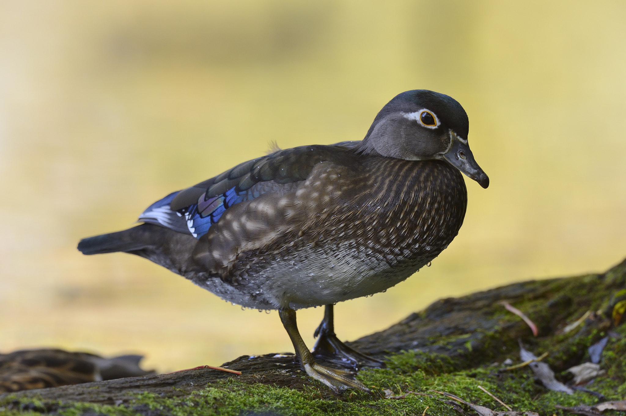 Nikon AF-S Nikkor 800mm F5.6E FL ED VR sample photo. Canard branchu/ aix sponsa/ wood duck photography