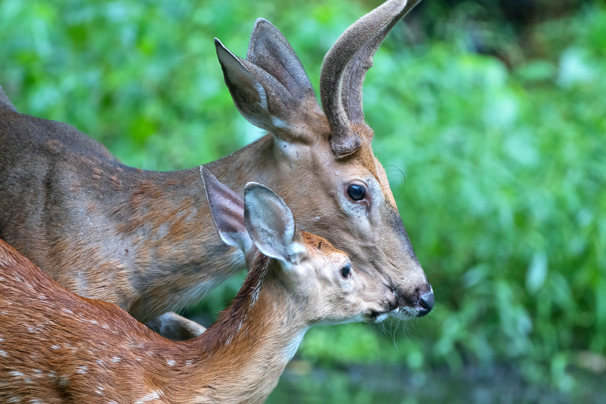 Canon EOS 80D + Canon EF 500mm F4L IS USM sample photo. Fawn and buck photography