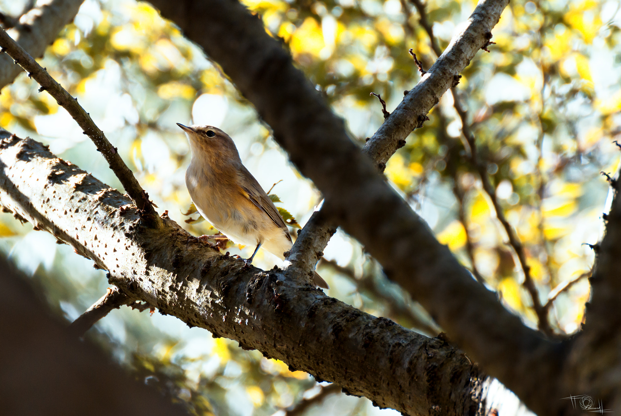 Tamron SP 35mm F1.8 Di VC USD sample photo. Bird photography