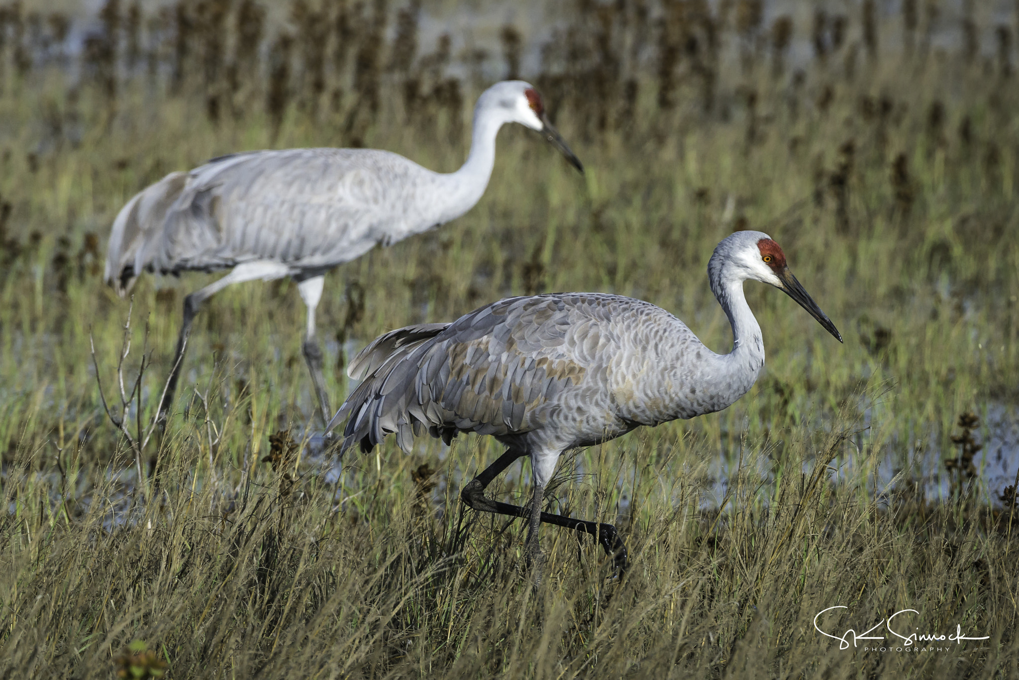 Nikon D800 sample photo. Sandhill cranes photography