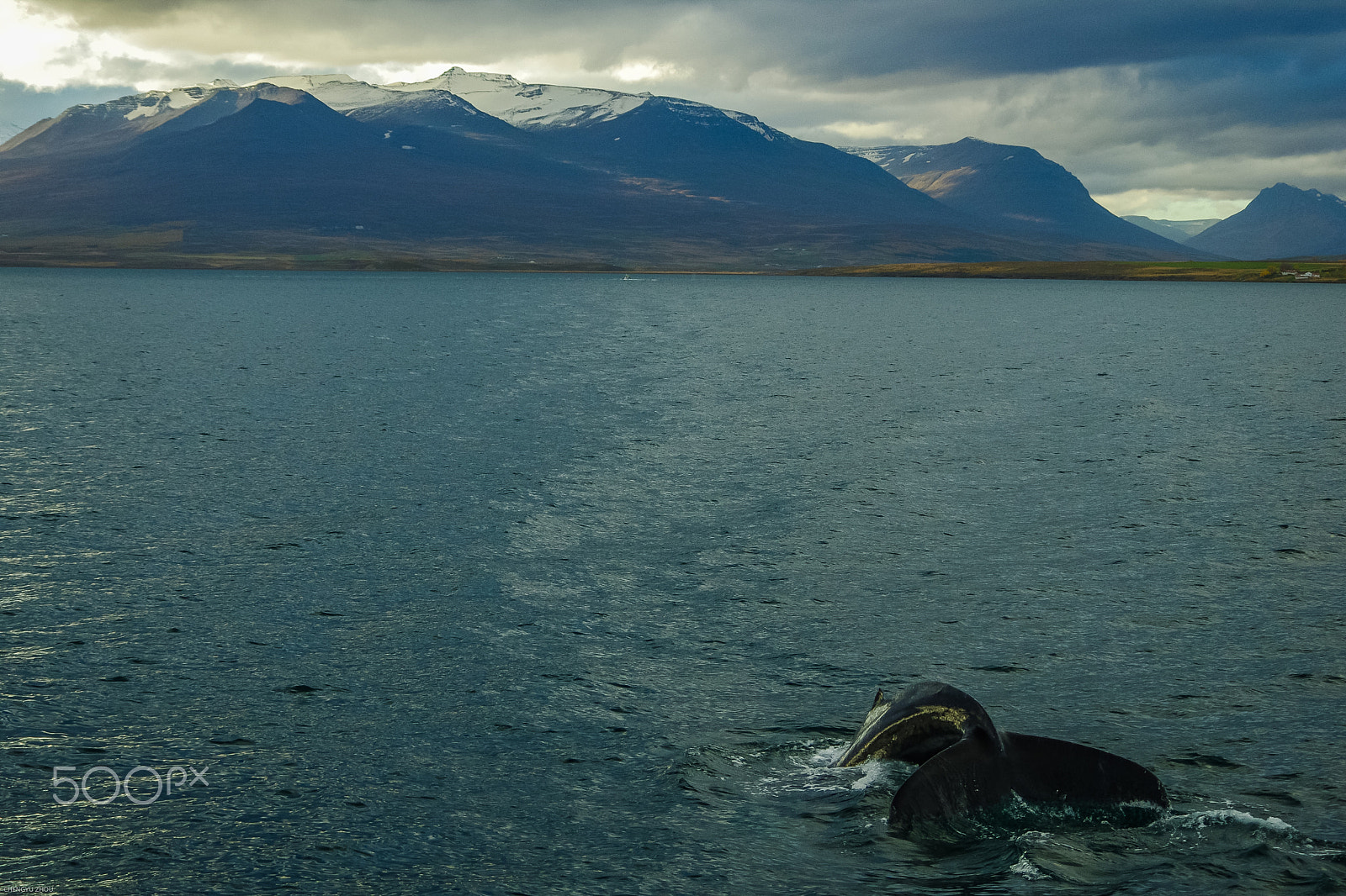 Pentax K-5 sample photo. Humpback diving for food in eyjafjordur photography