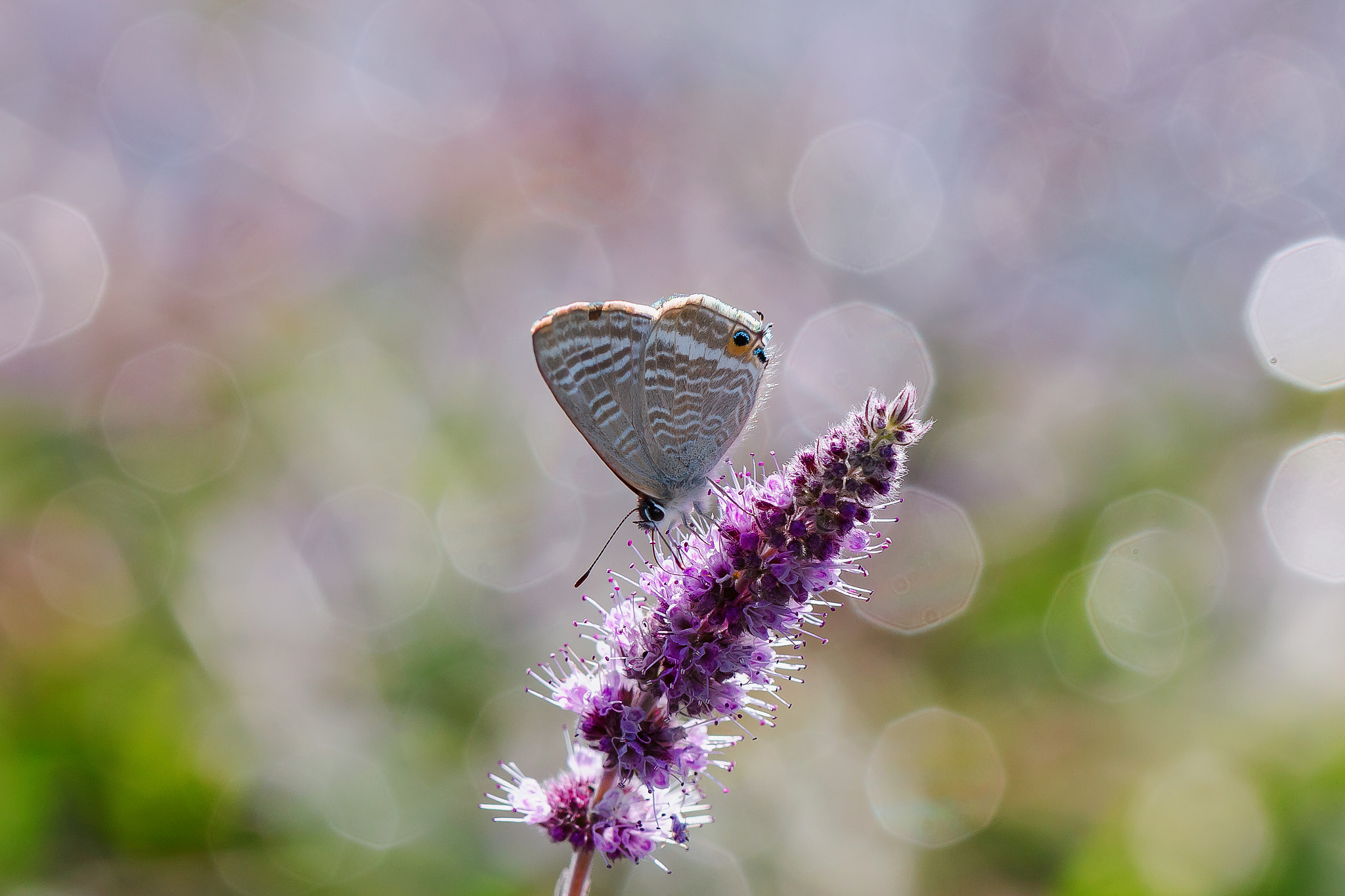 Canon EF 100mm F2.8 Macro USM sample photo. Lampides / lampides boeticus photography