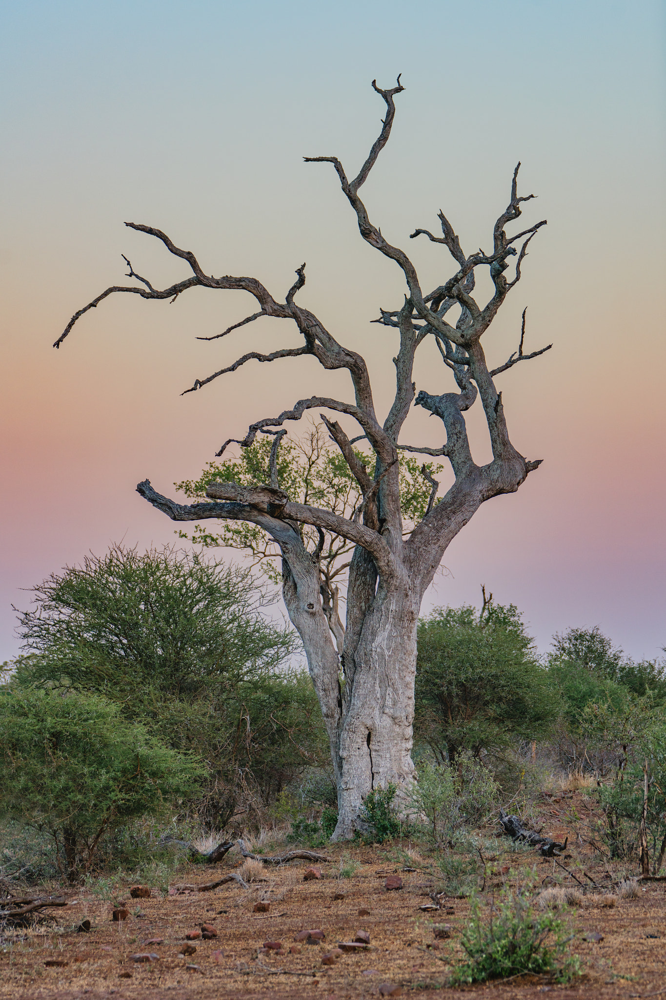 Sony 70-400mm F4-5.6 G SSM II sample photo. African dawn photography