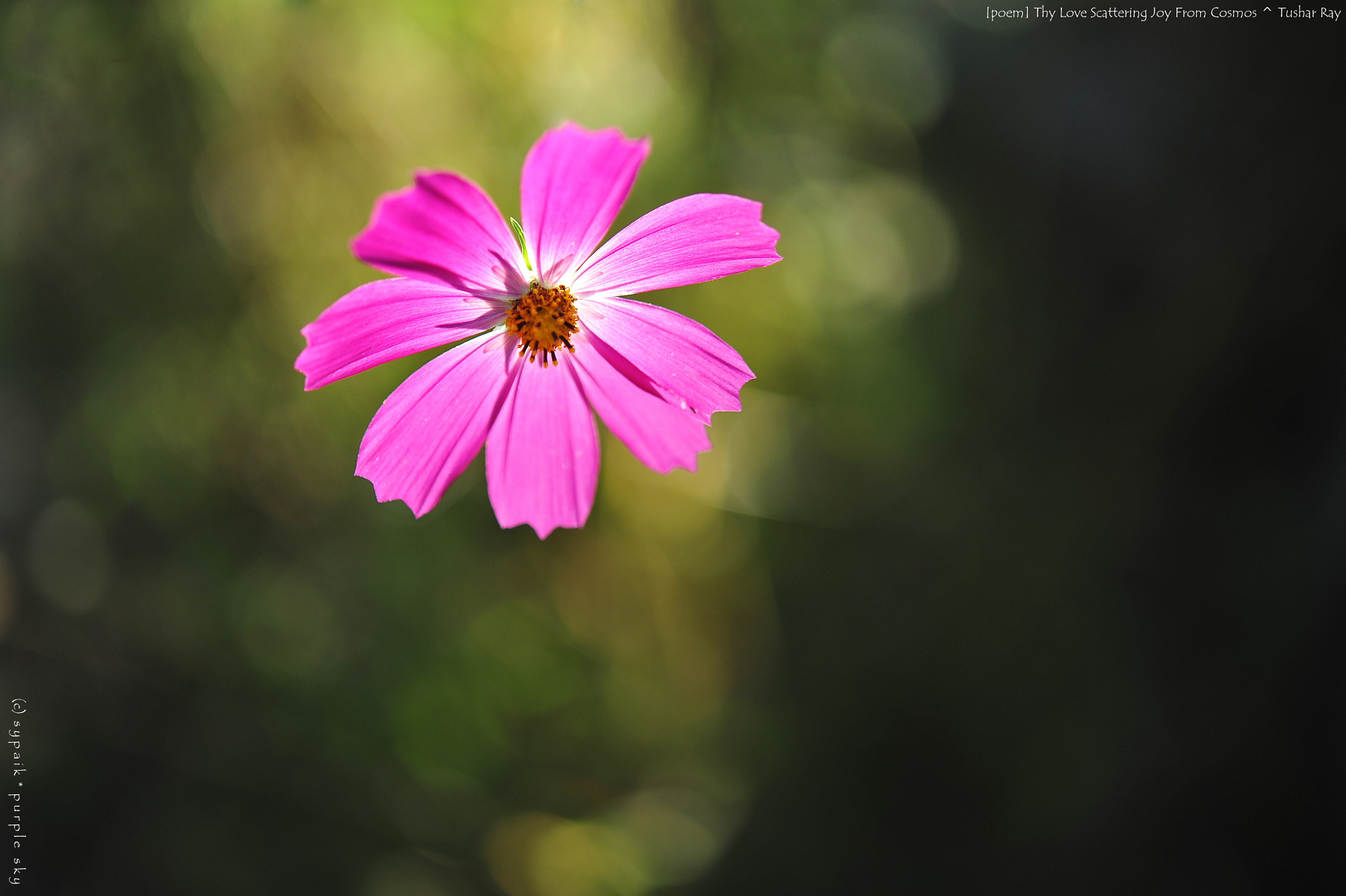 Nikon AF-S Micro-Nikkor 60mm F2.8G ED sample photo. Thy love scattering joy from cosmos v photography