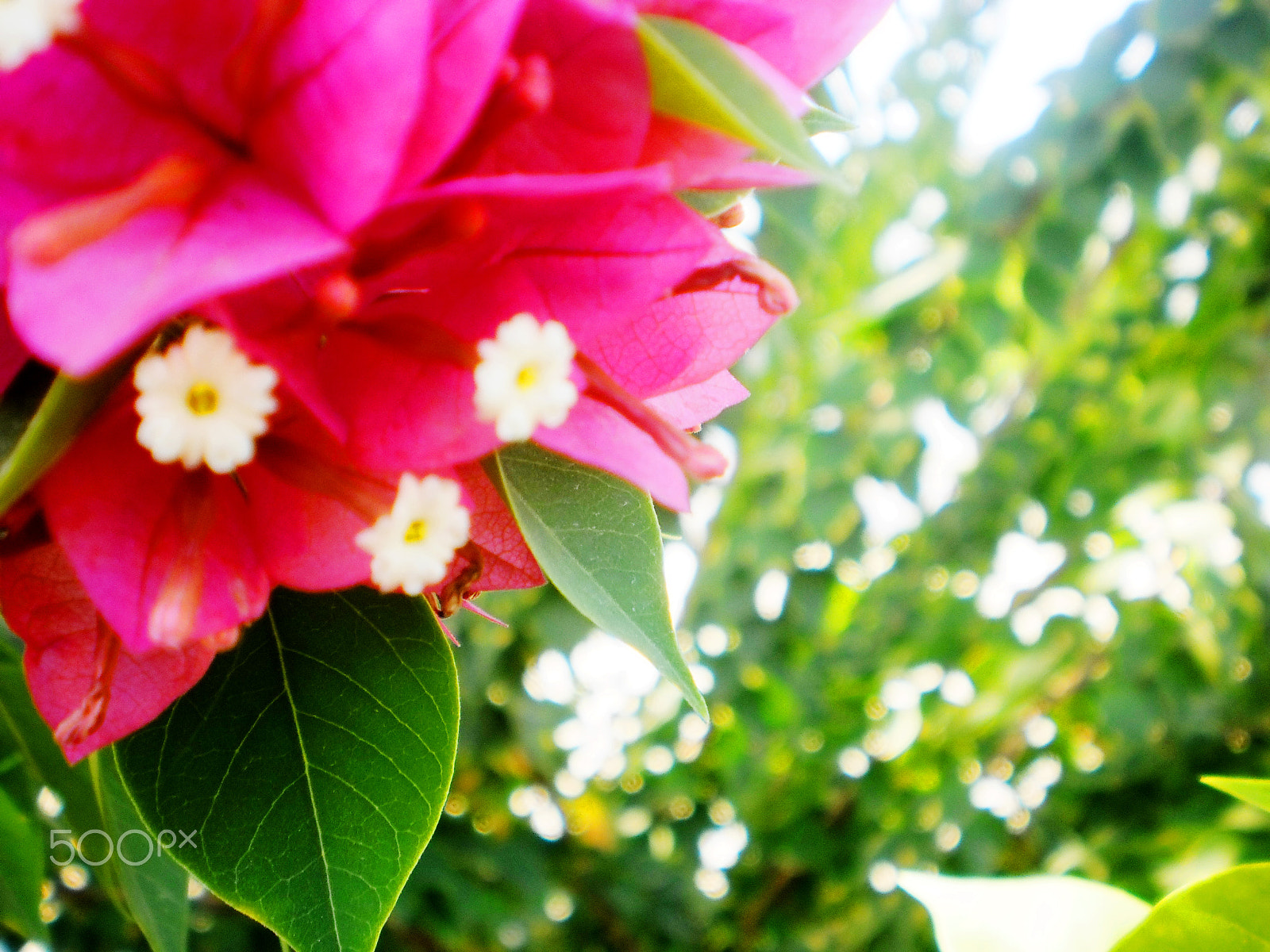 Olympus T105,T100,X36 sample photo. Personal fresh photography