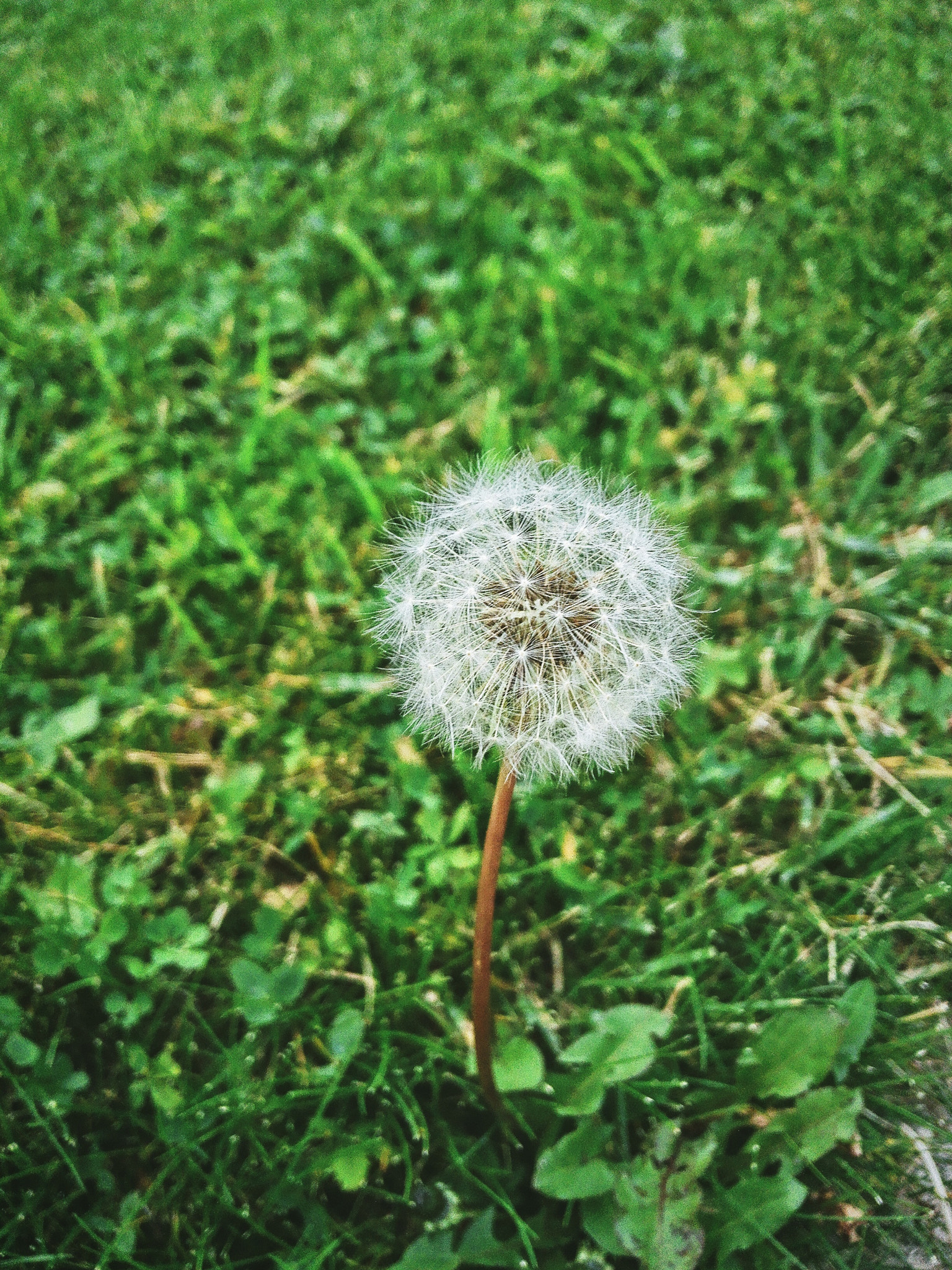 HUAWEI PE-TL10 sample photo. A lovely dandelion on the way to sofia. photography