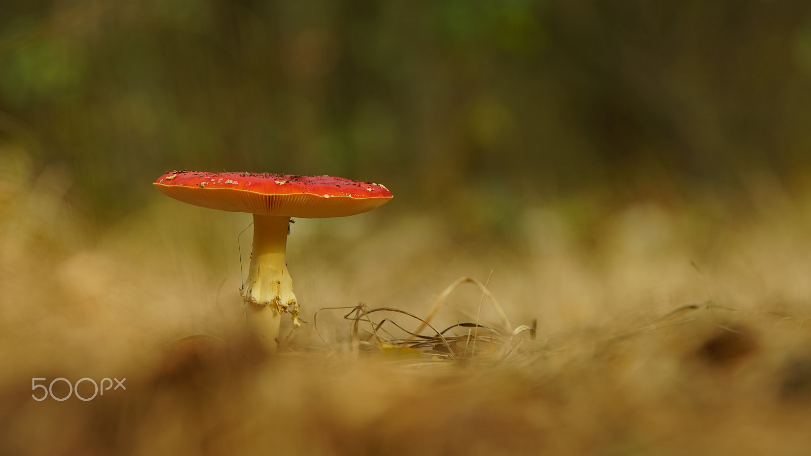 Sony a7R + 70-200mm F2.8 sample photo. Amanita muscaria 2 days later photography