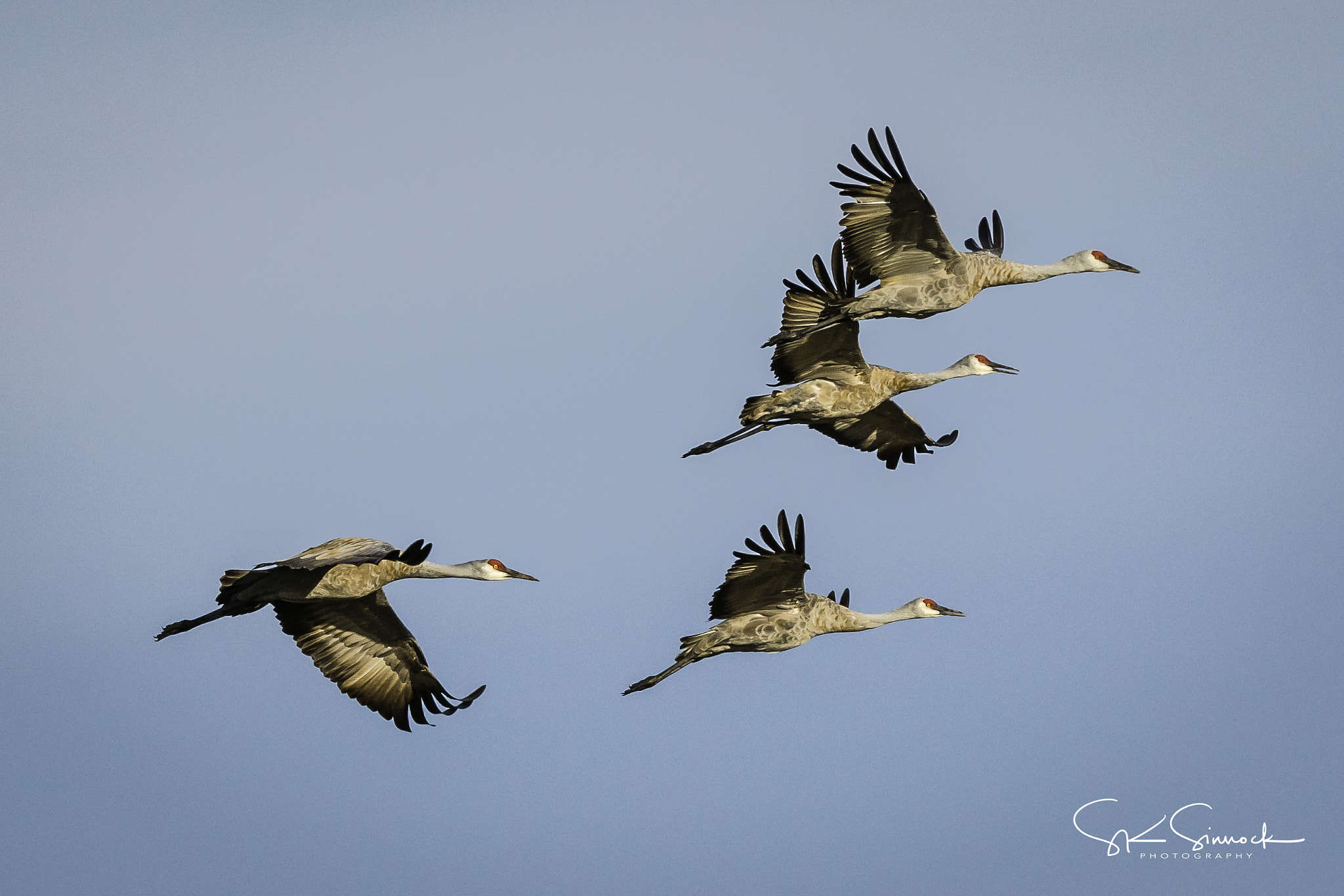 Nikon D800 sample photo. Sandhill cranes photography