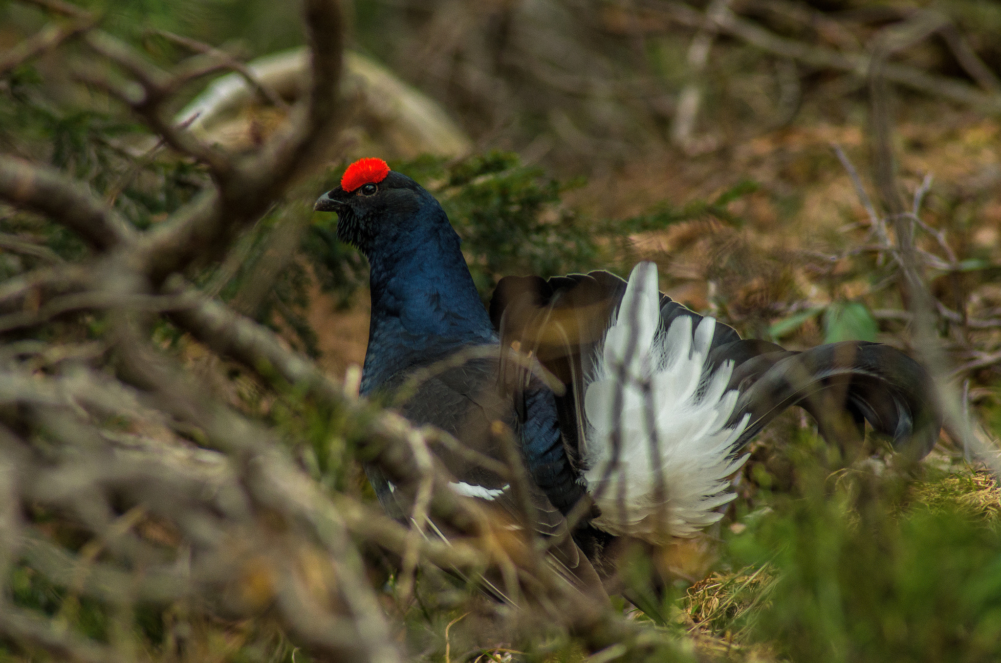 Pentax K-50 + Tamron AF 70-300mm F4-5.6 Di LD Macro sample photo. Black grouse photography