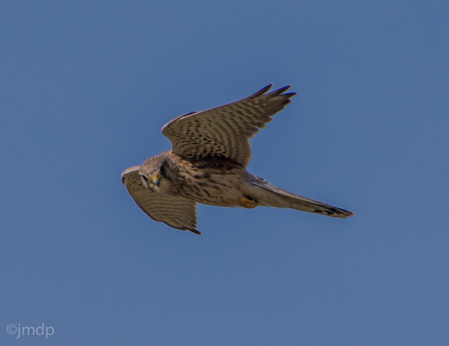 Tamron 16-300mm F3.5-6.3 Di II VC PZD Macro sample photo. Rapace photography
