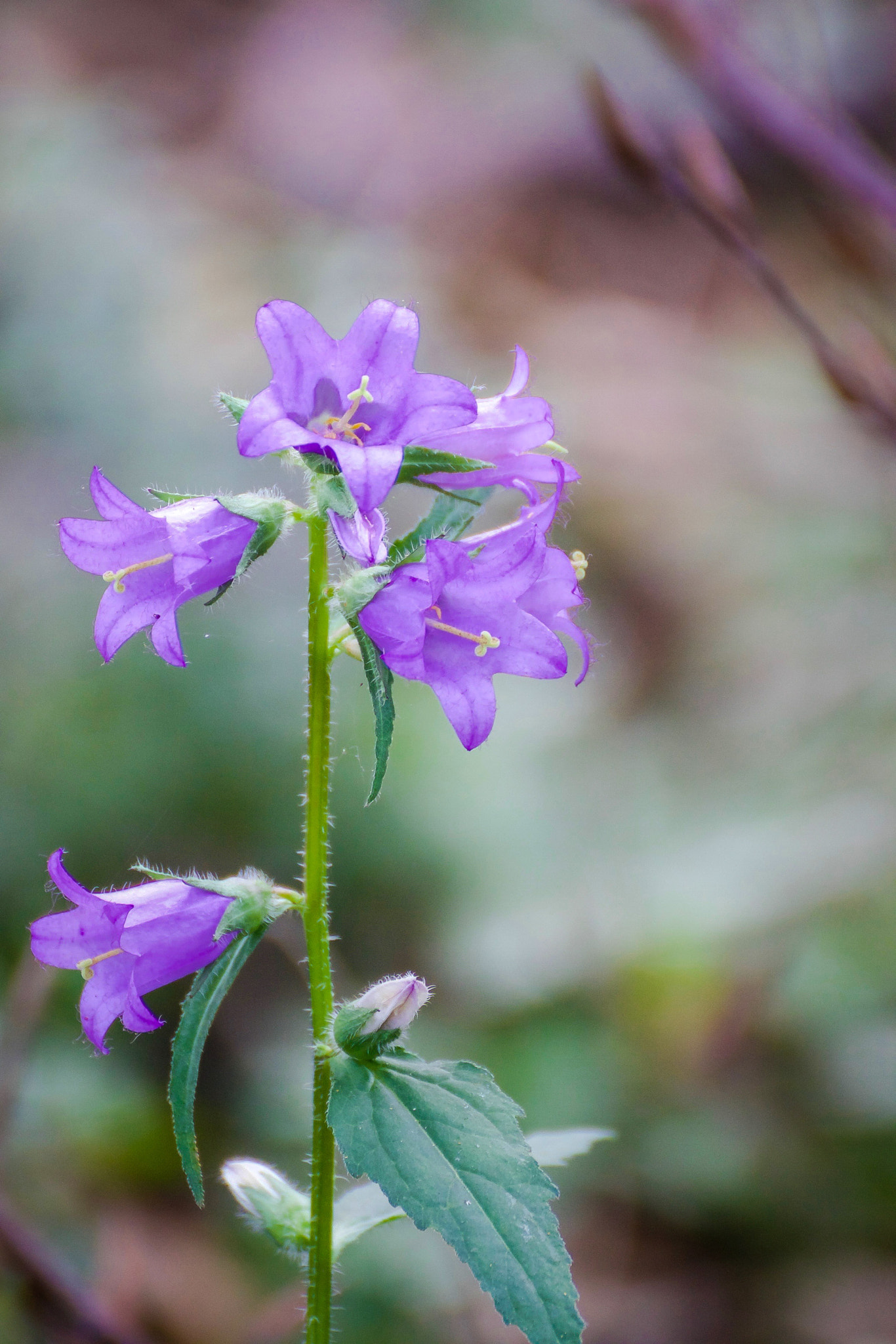 Tamron SP 35mm F1.8 Di VC USD sample photo. Bellflower photography