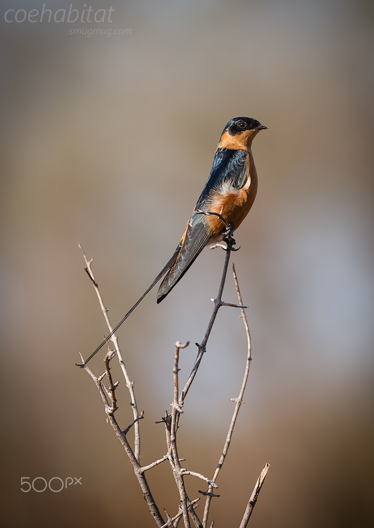 Nikon AF-S Nikkor 200-400mm F4G ED-IF VR sample photo. Redbreasted swallow photography
