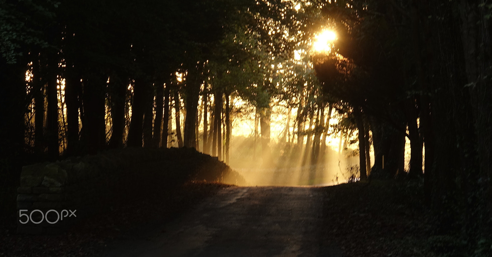 Sony 24-600mm F2.4-4.0 sample photo. Rays & mist photography