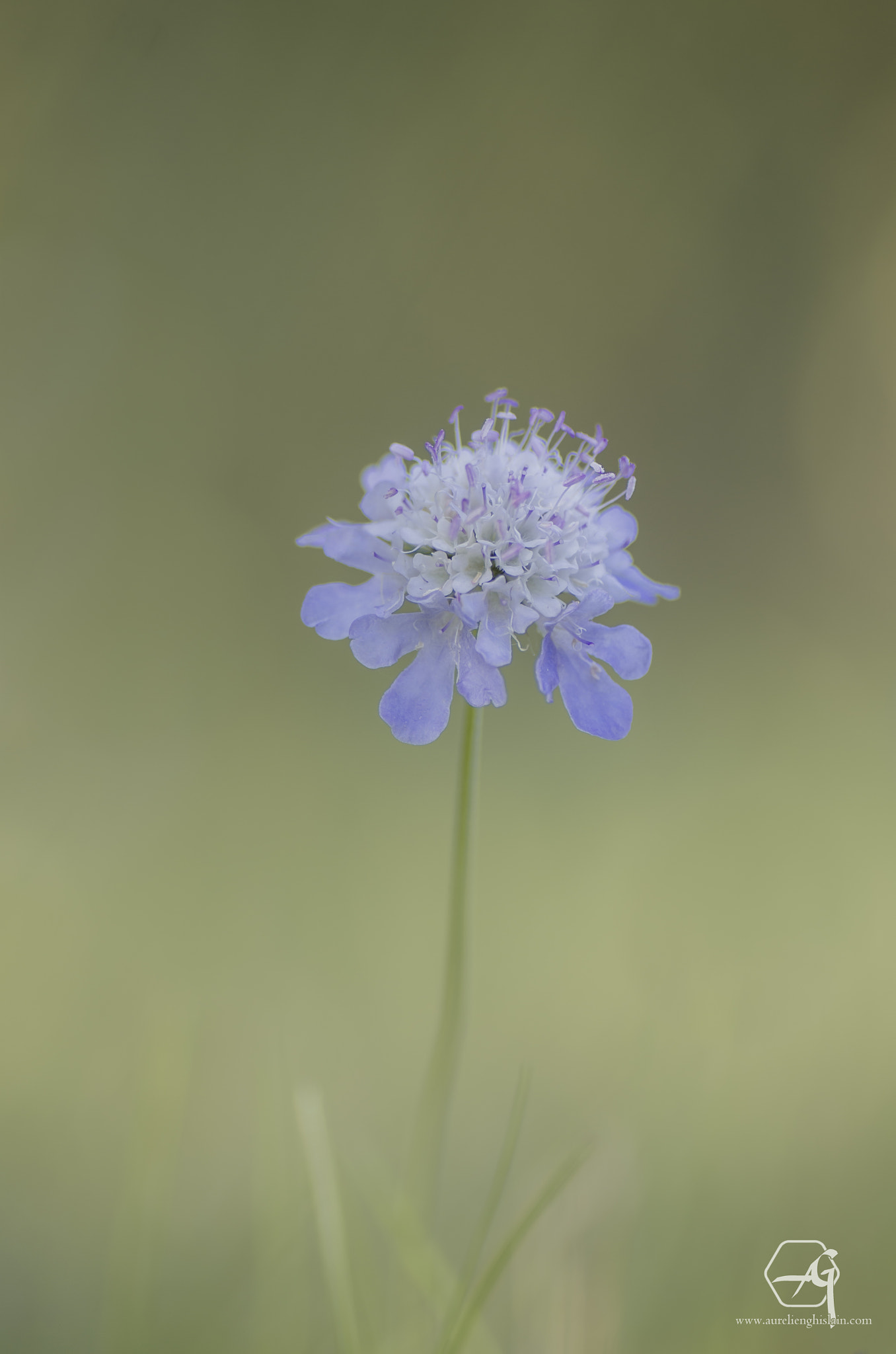 Pentax K-5 sample photo. Explosion florale photography