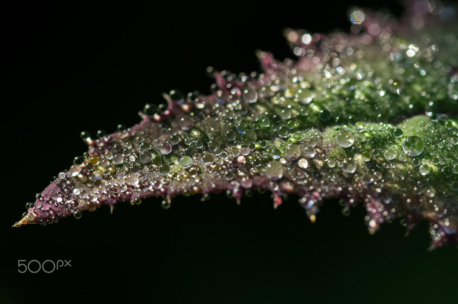 Pentax smc D-FA 100mm F2.8 macro sample photo. Leaf in droplets photography