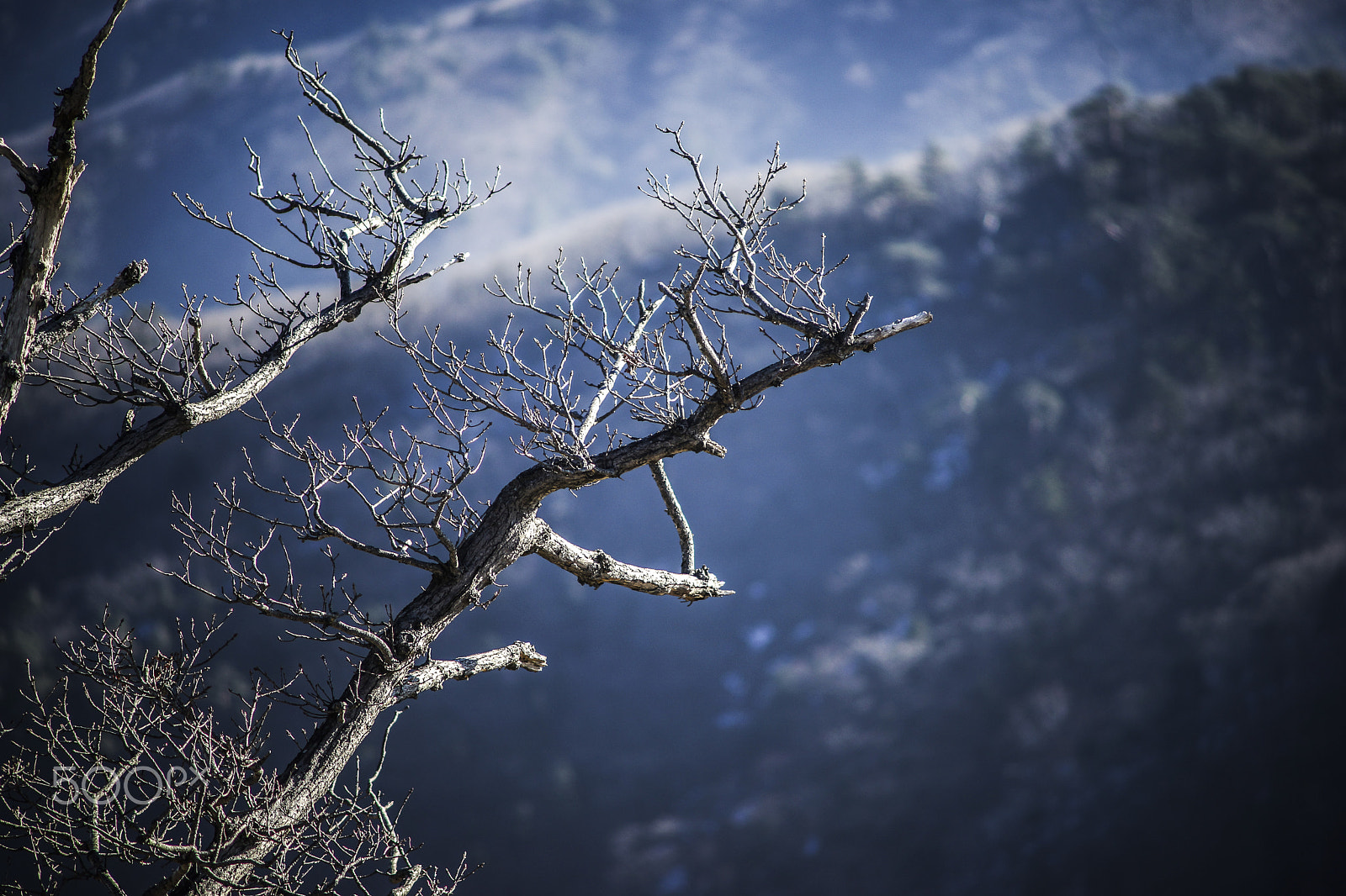 Sony a99 II + Minolta AF 70-210mm F4 Macro sample photo. Aged tree photography