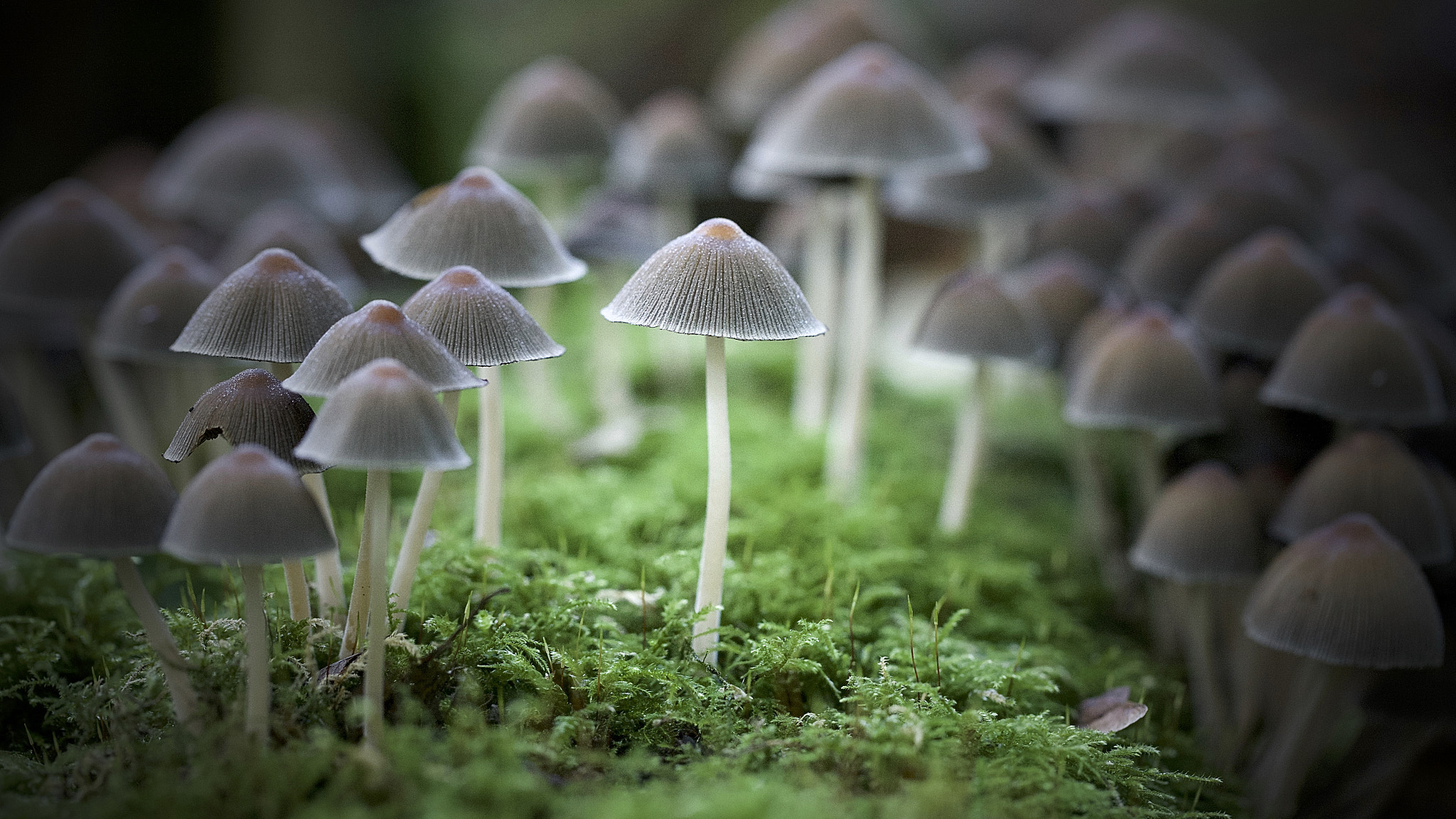 Canon EOS-1Ds Mark III sample photo. Mushrooms. photography