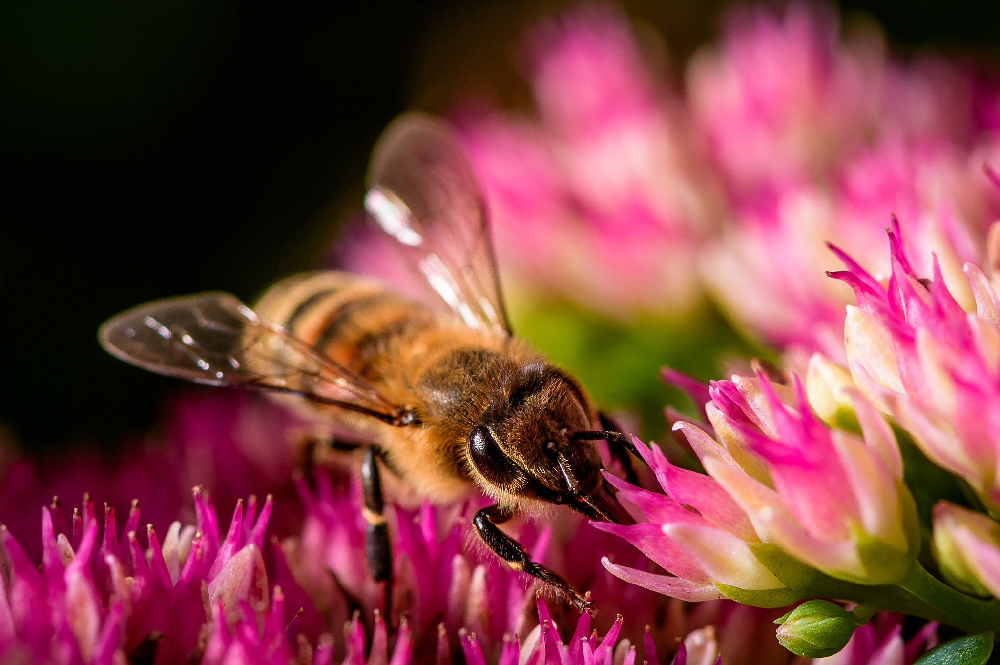 Nikon D4S sample photo. Working photography