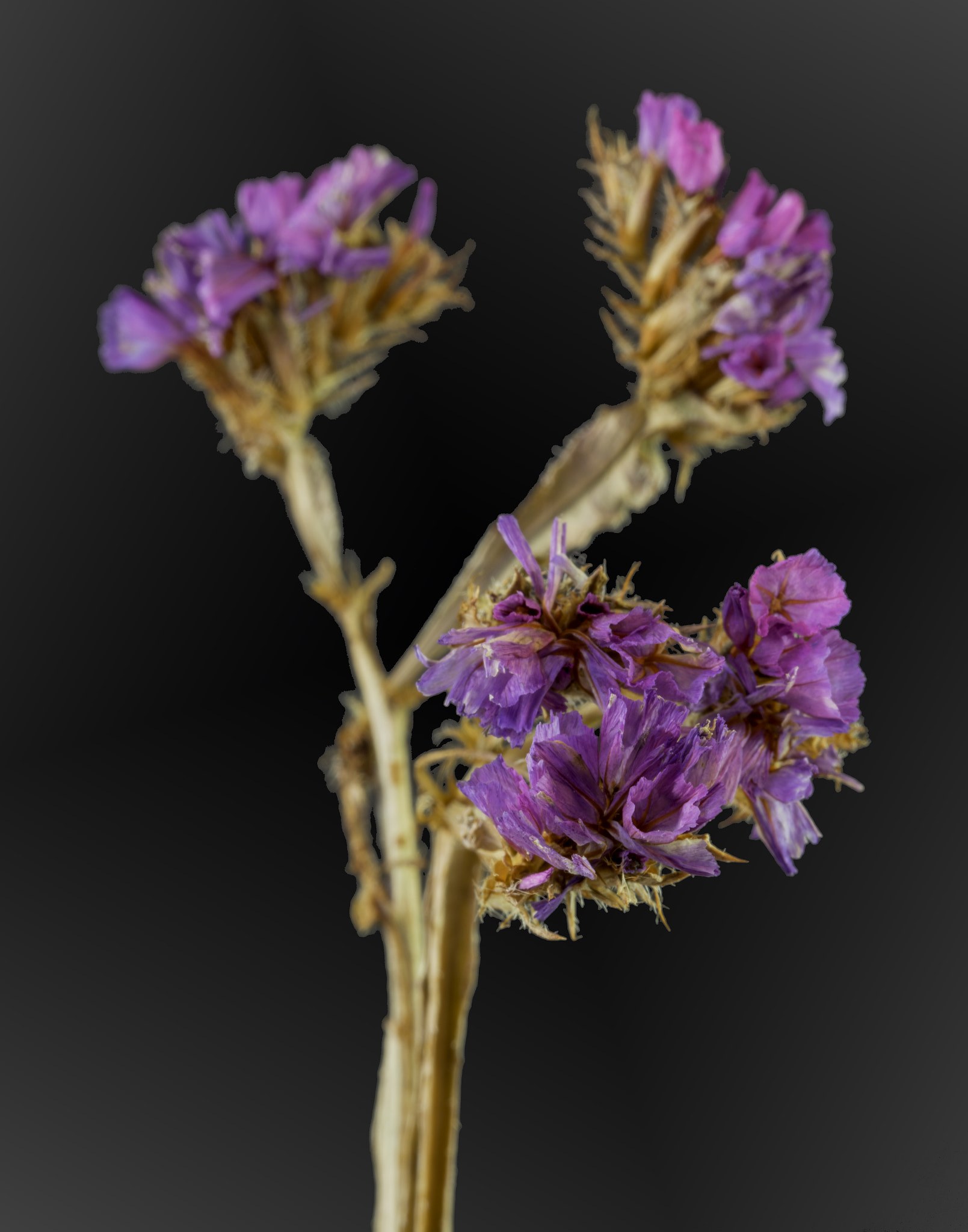 Sony a7 sample photo. Purple wildflower bouquet. photography