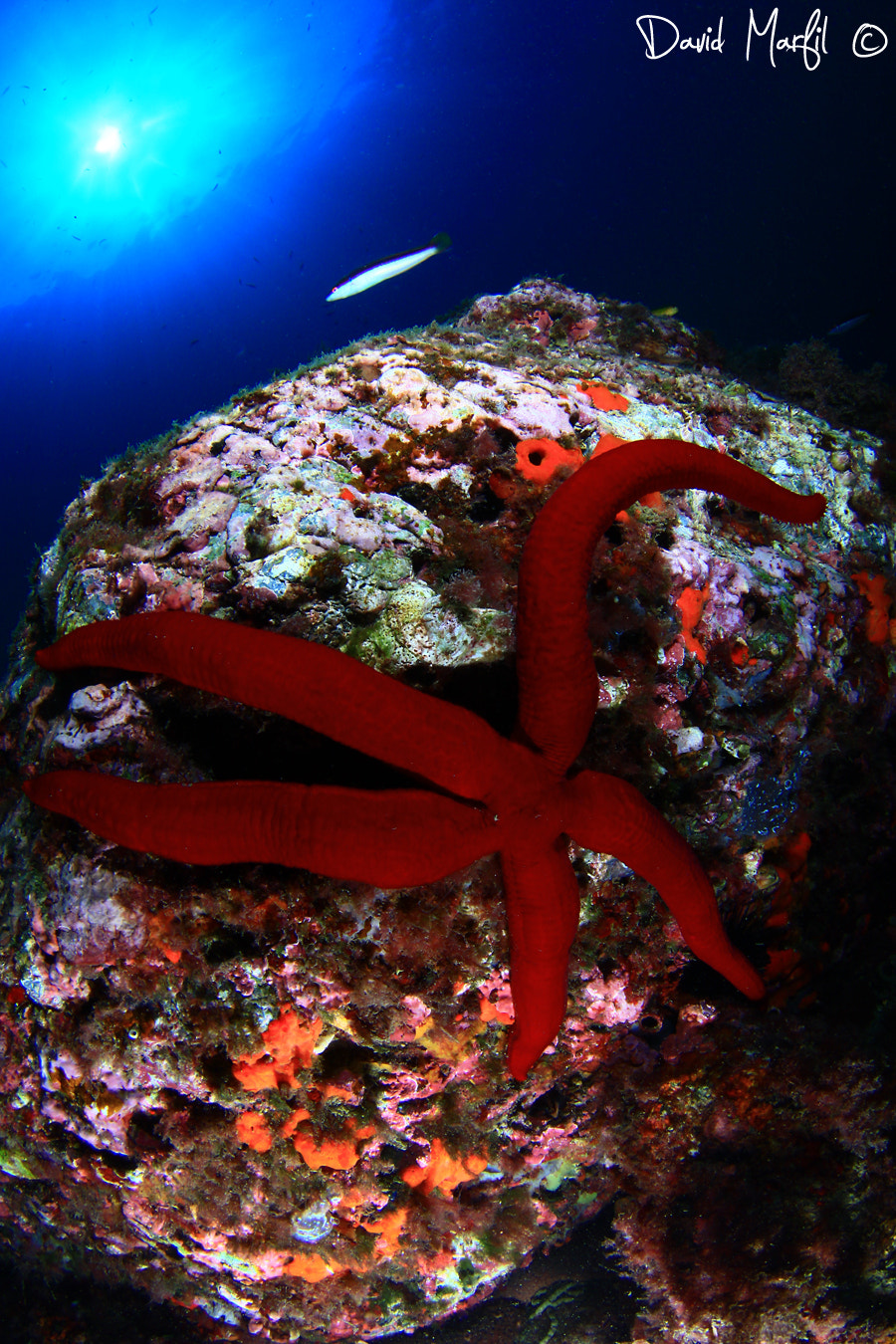 Canon EOS 50D sample photo. Star photography