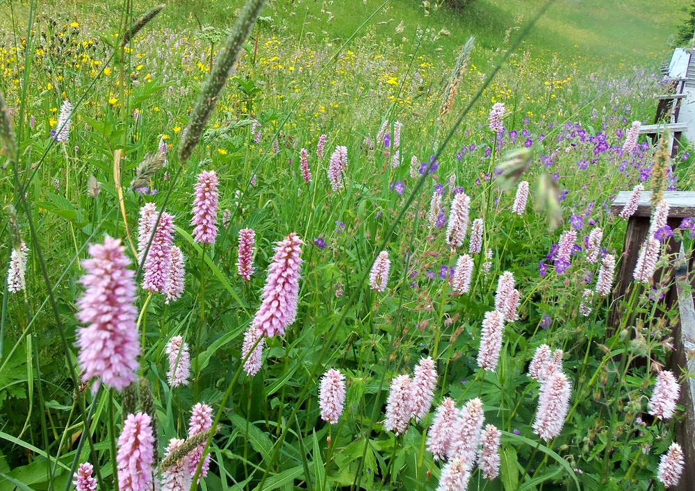 Kodak EASYSHARE M580 DIGITAL CAMERA sample photo. Spring meadow flowers photography