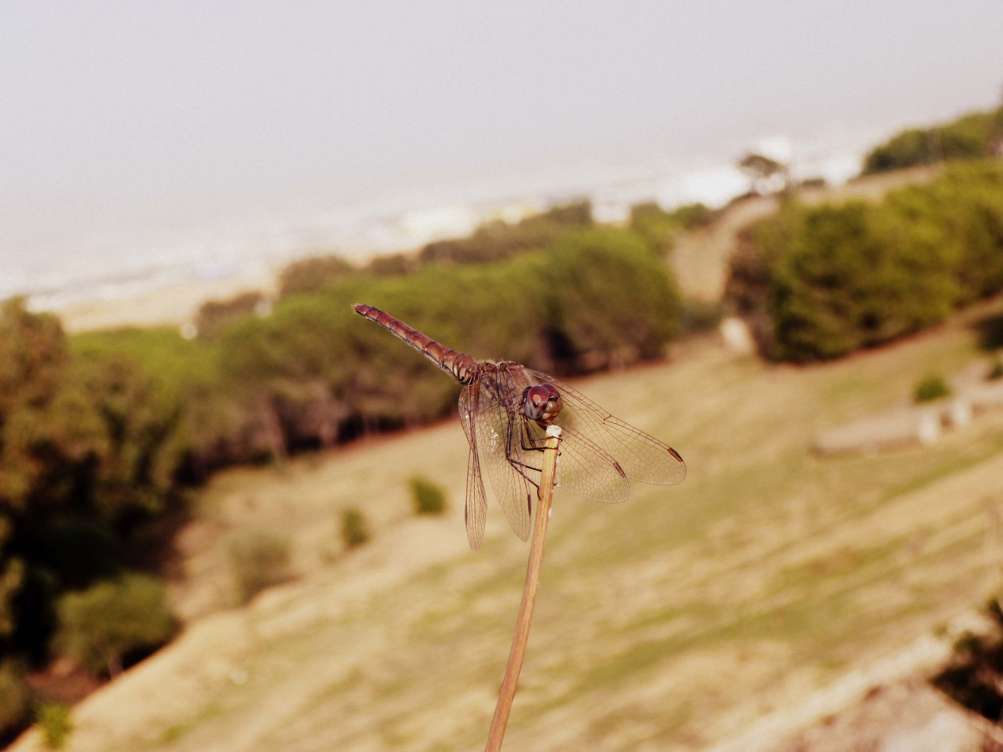 Panasonic DMC-SZ9 sample photo. Insect autumn  ! photography