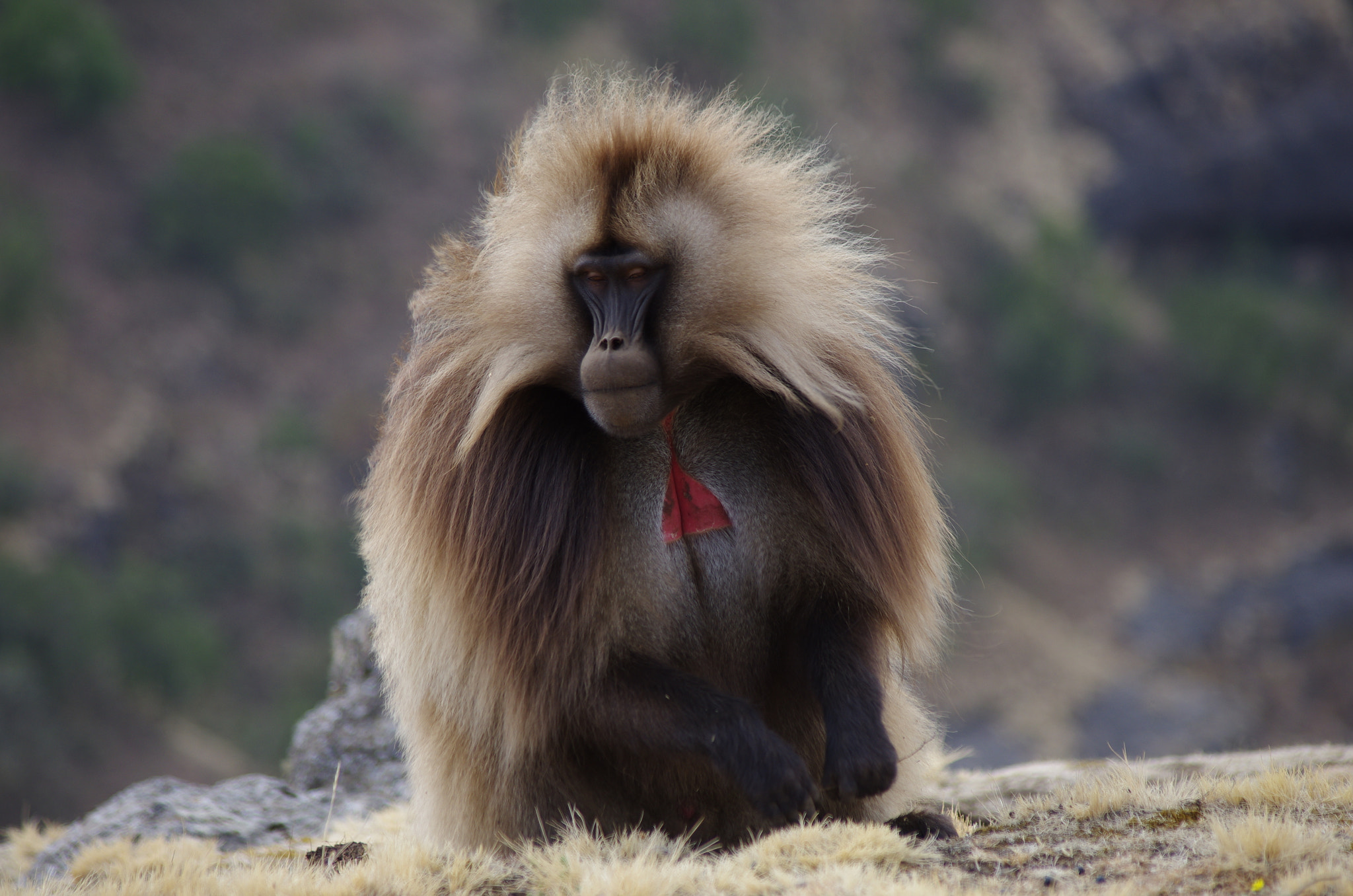 Pentax K-5 sample photo. Ethiopia - mr gelada photography