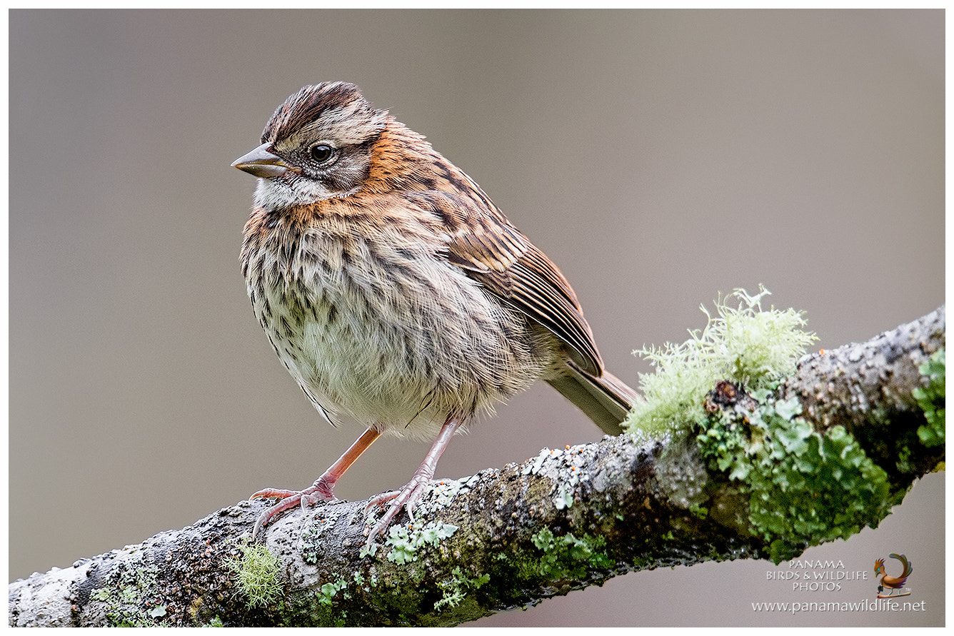 Canon EF 500mm F4L IS II USM sample photo. Rufous-collared sparrow / gorrión ruficollarejo o photography