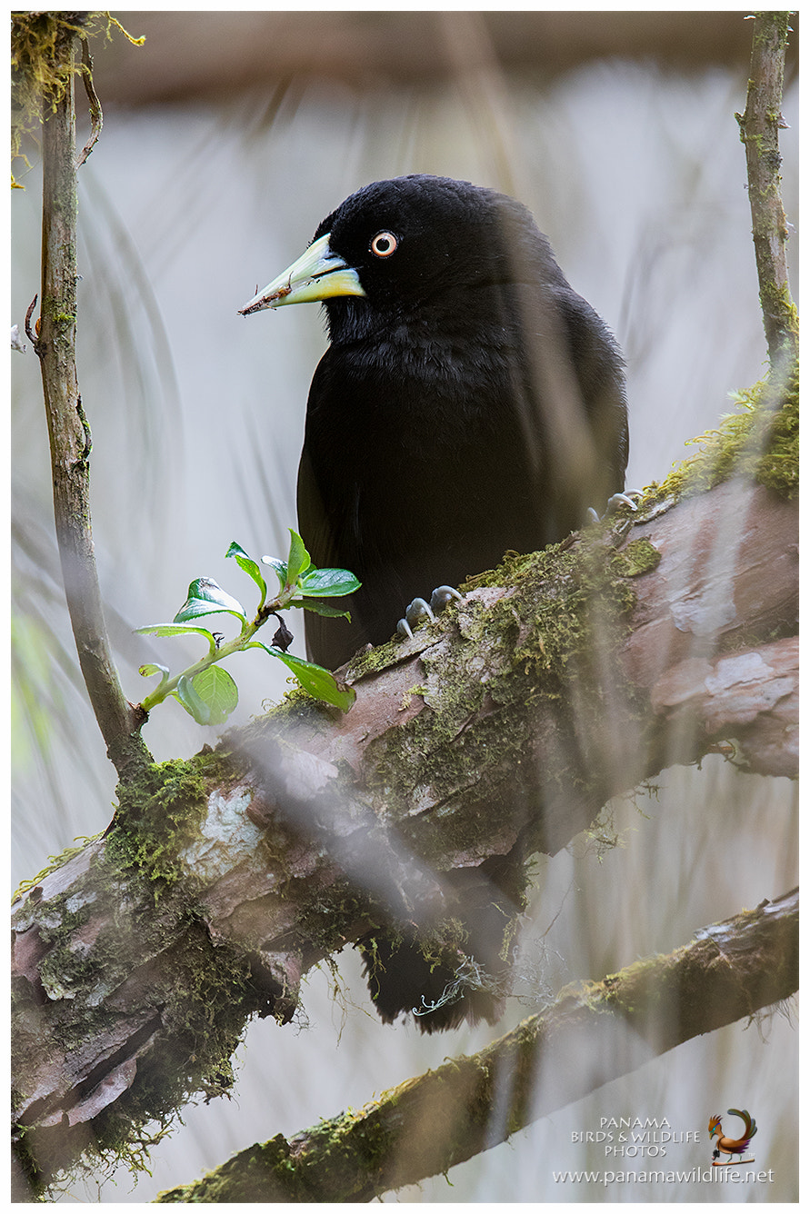 Canon EF 500mm F4L IS II USM sample photo. Yellow-billed cacique / cacique piquiamarillo photography