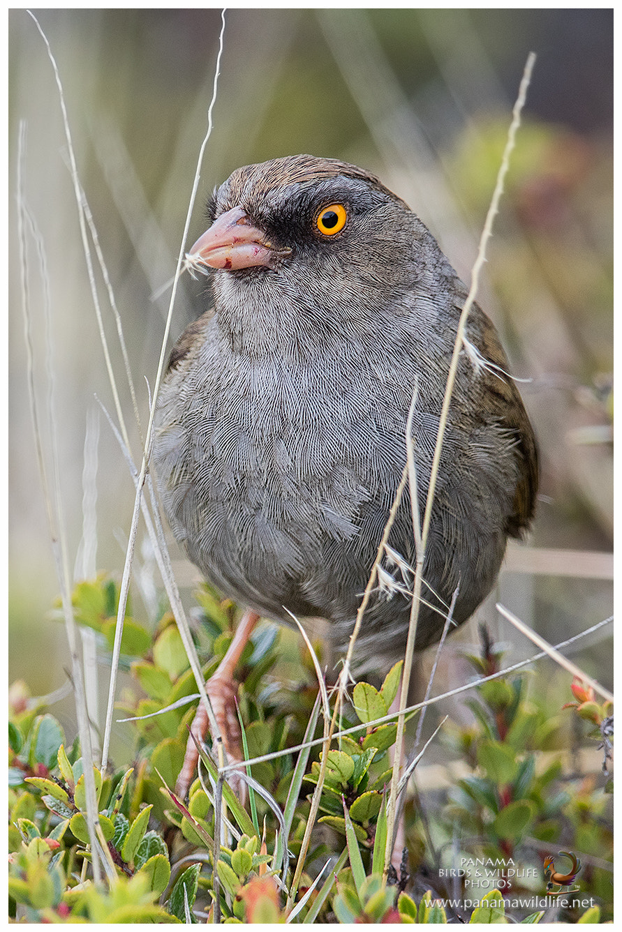 Canon EF 500mm F4L IS II USM sample photo. Volcano junco / junco paramero photography