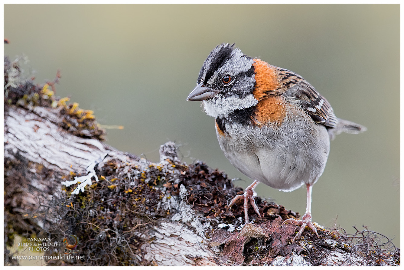 Canon EF 500mm F4L IS II USM sample photo. Rufous-collared sparrow / gorrión ruficollarejo o photography