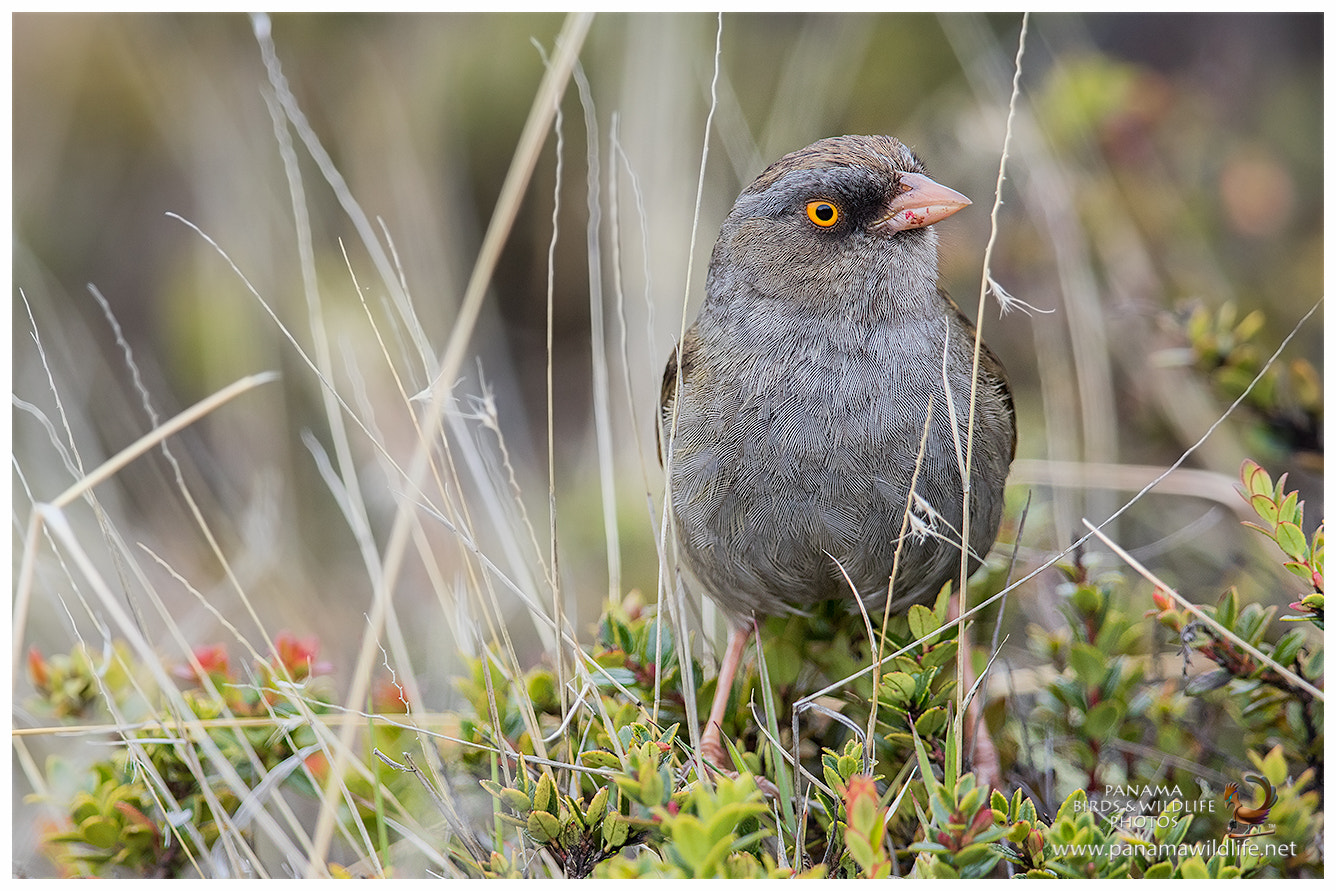 Canon EF 500mm F4L IS II USM sample photo. Volcano junco / junco paramero photography