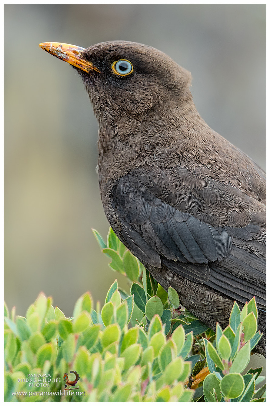 Canon EF 500mm F4L IS II USM sample photo. Sooty thrush / mirlo negruzco photography