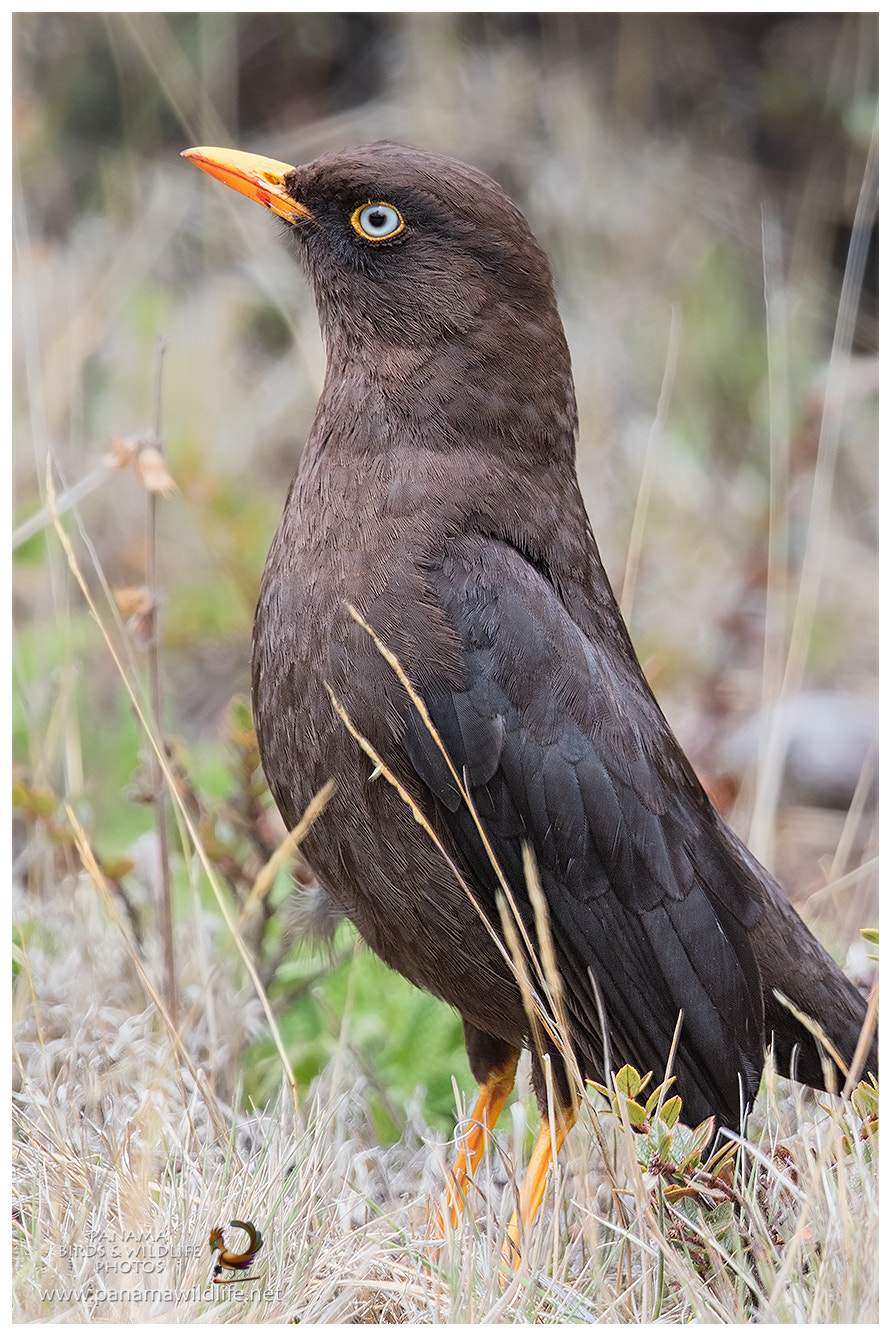 Canon EF 500mm F4L IS II USM sample photo. Sooty thrush / mirlo negruzco photography